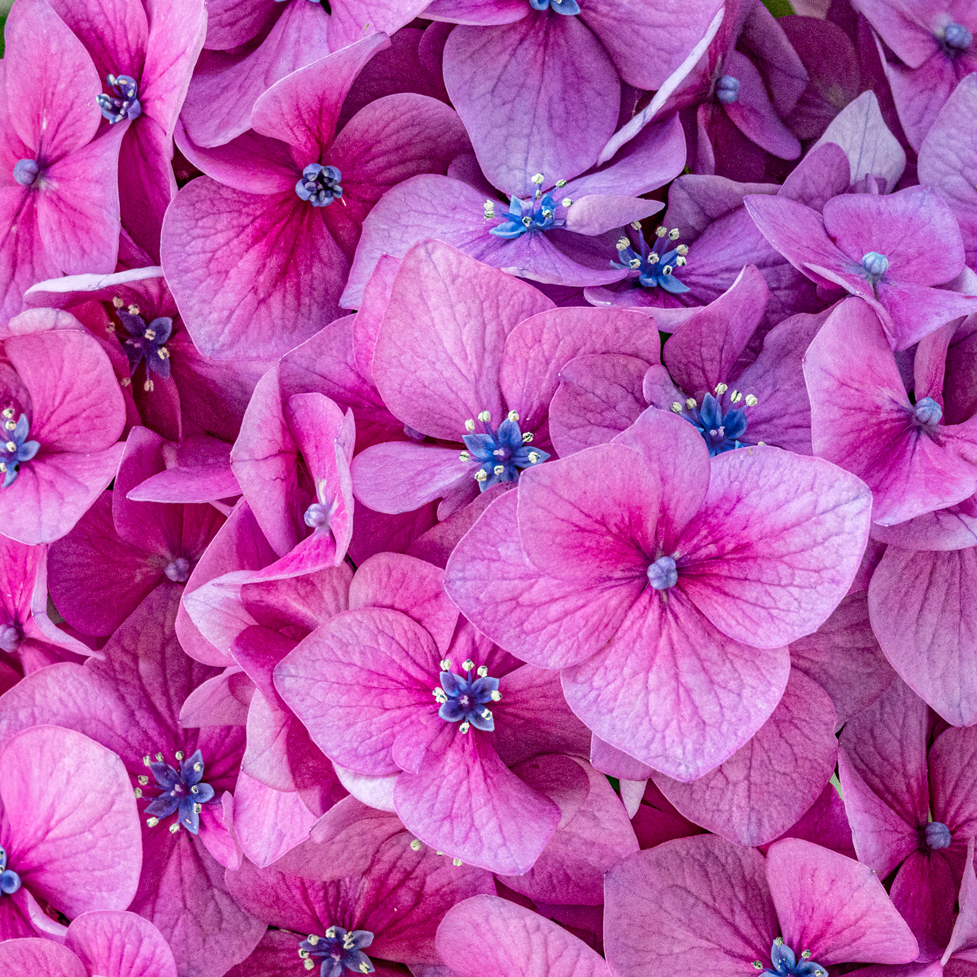 Hydrangea 5, OIB
