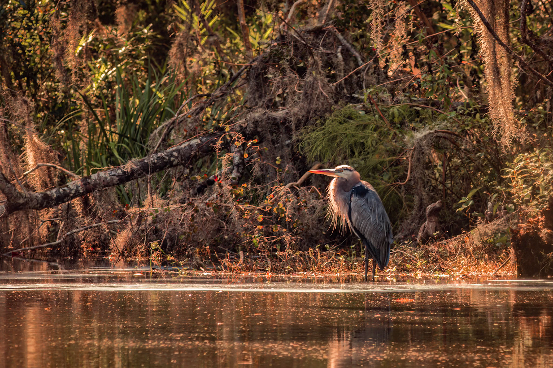Great blue heron 47, Magnolia Plantation and Gardens, Charleston, SC