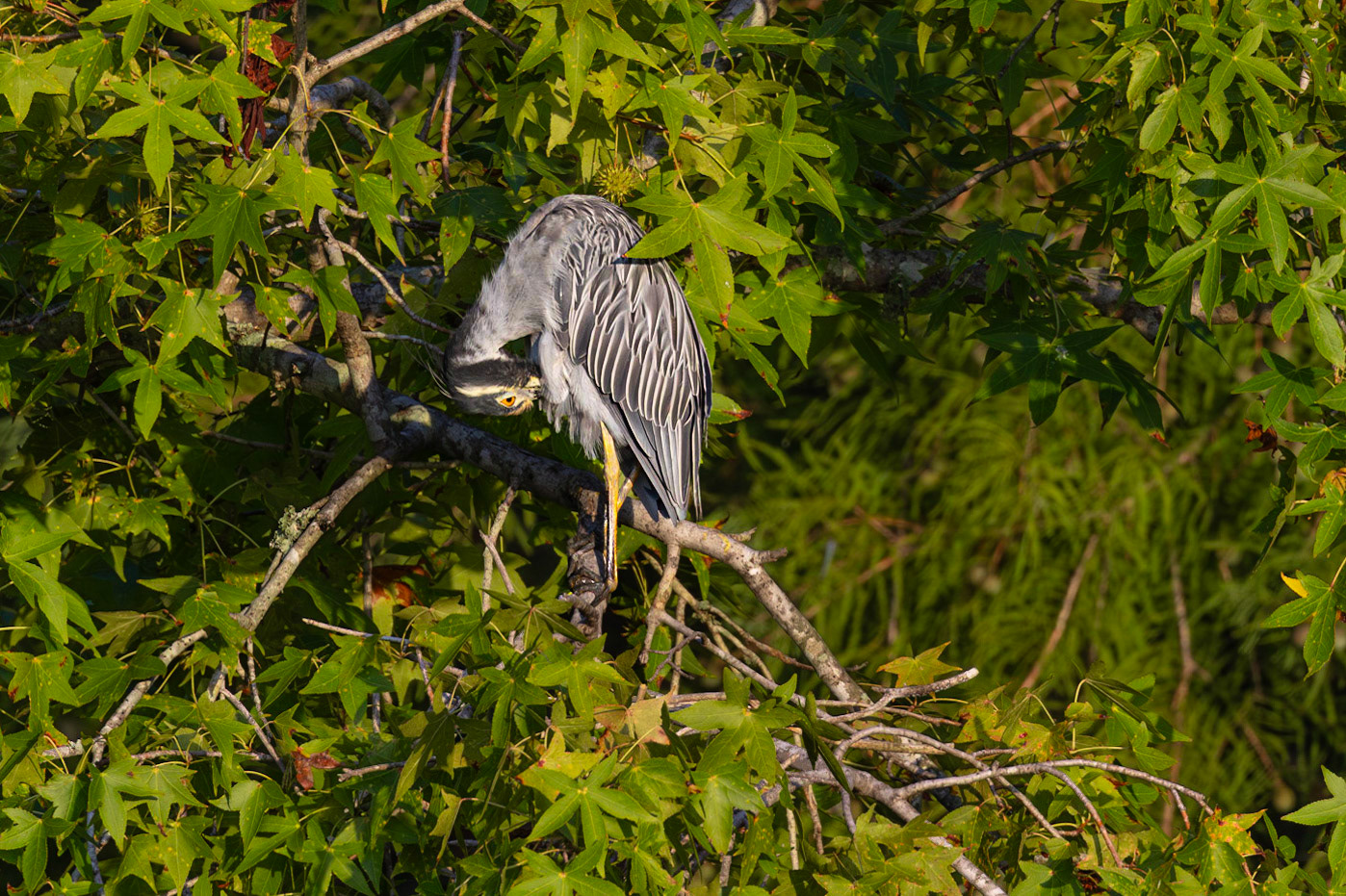 Yellow crowned night heron 3, Sea Trail, Sunset Beach