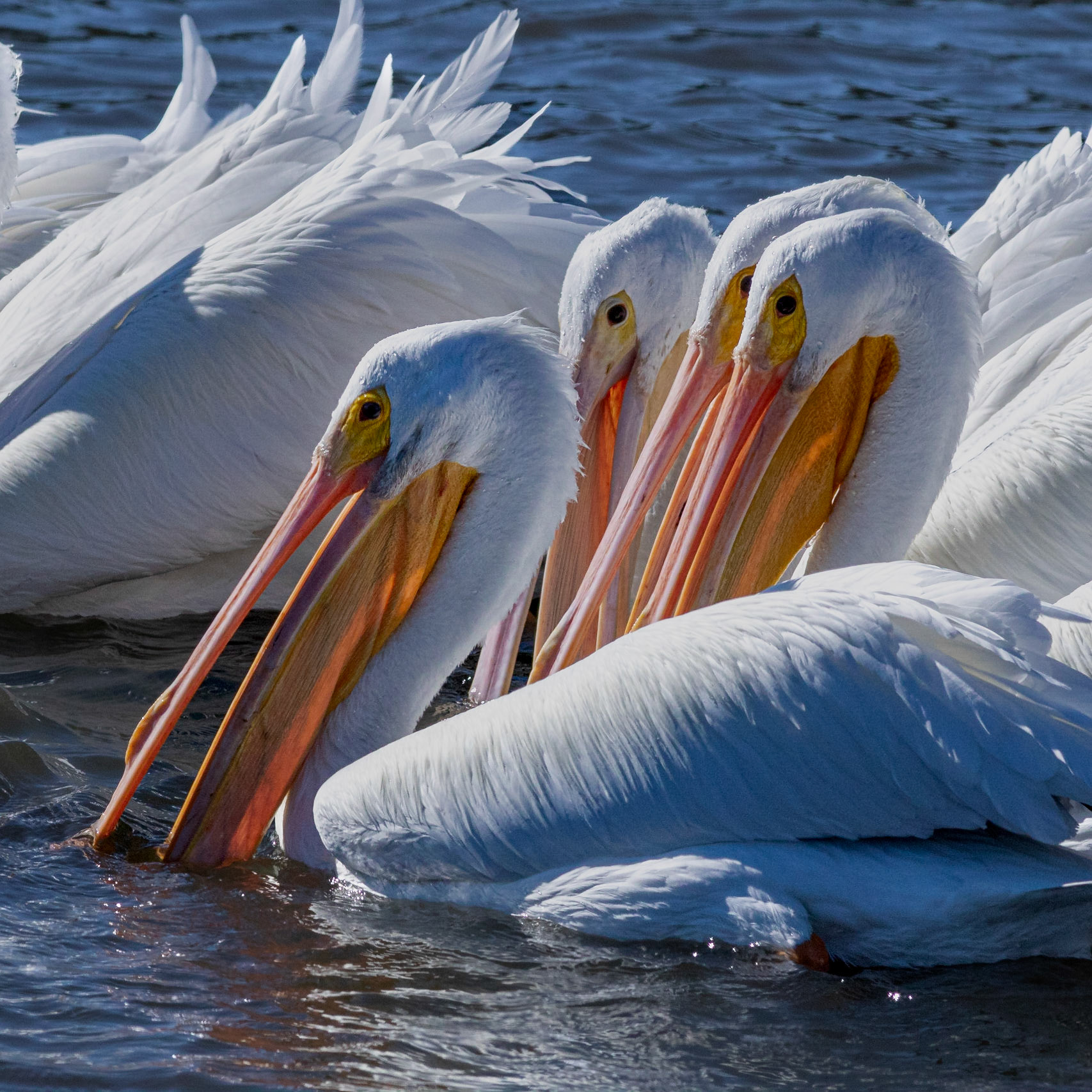 White pelicans 16, Huntington Beach SP, SC
