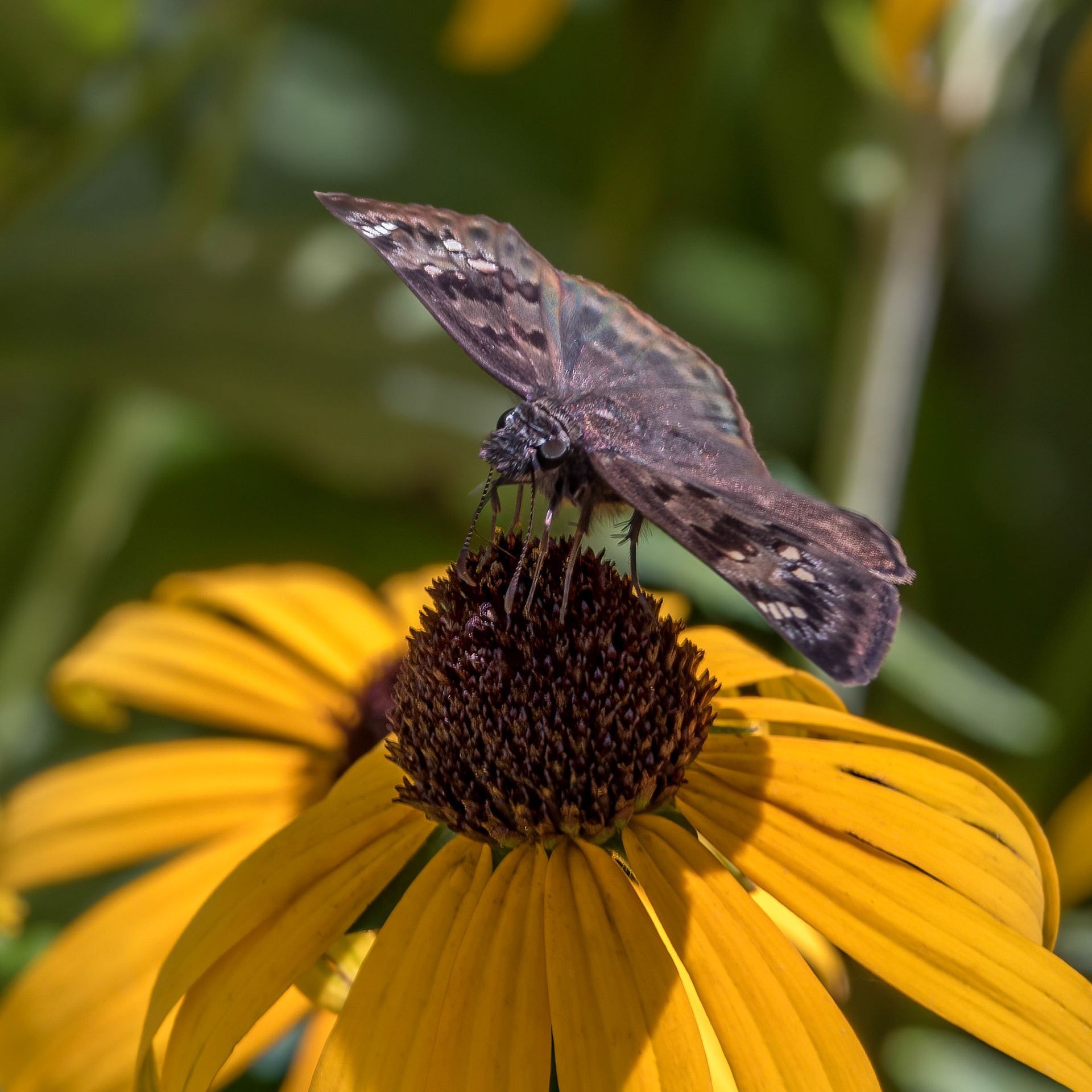 Horace's Duskywing 1, Brunswick County Botanical Gardens