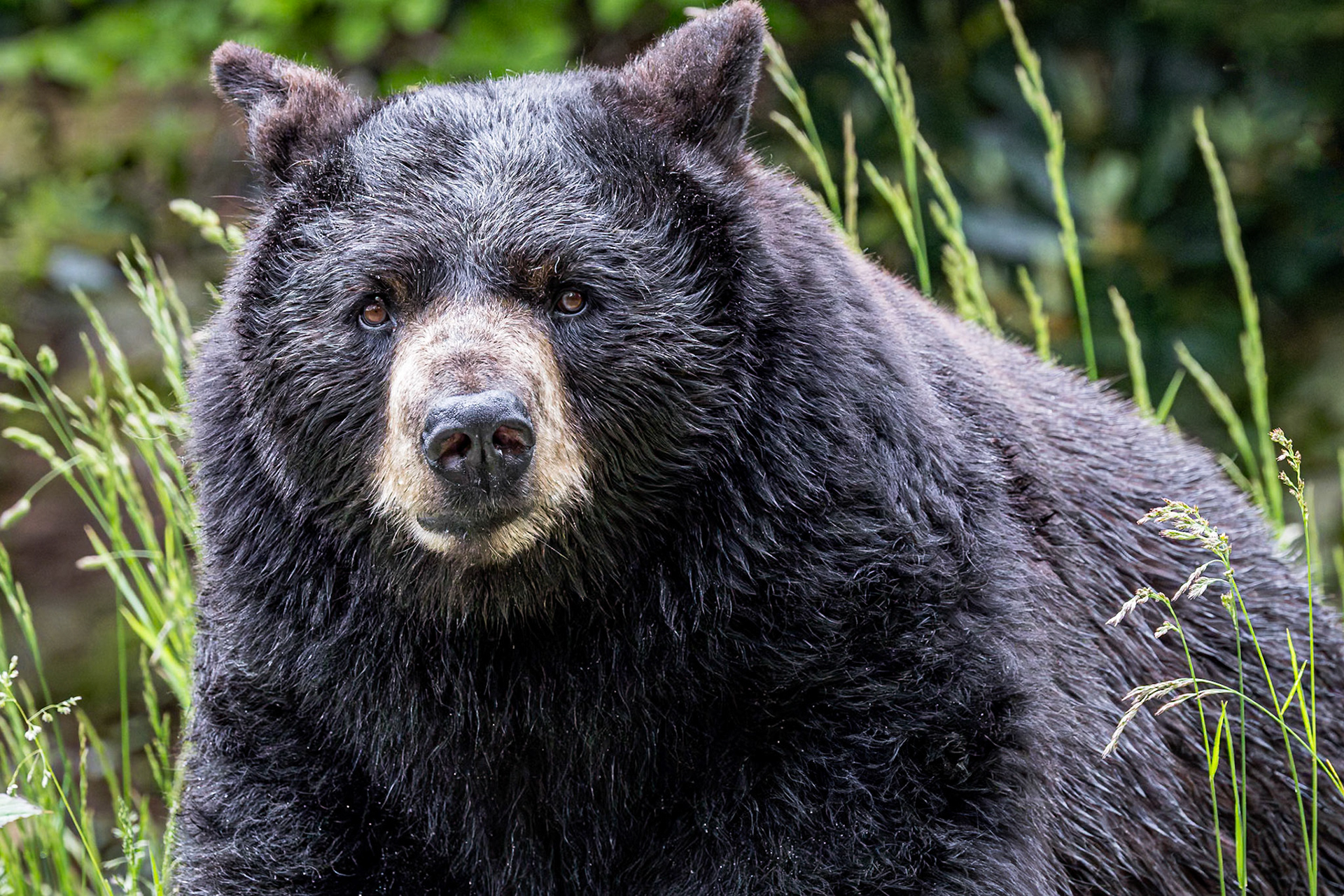 Black bear 4, Grandfather Mountain, NC