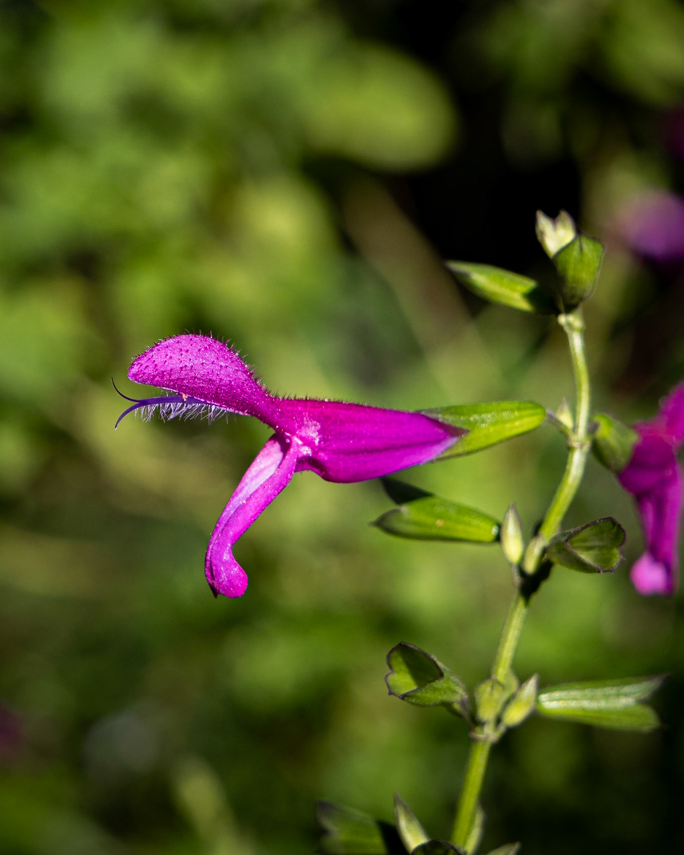 Anise-scented salvia or hummingbird salvia 6, Brunswick County Botanical Gardens