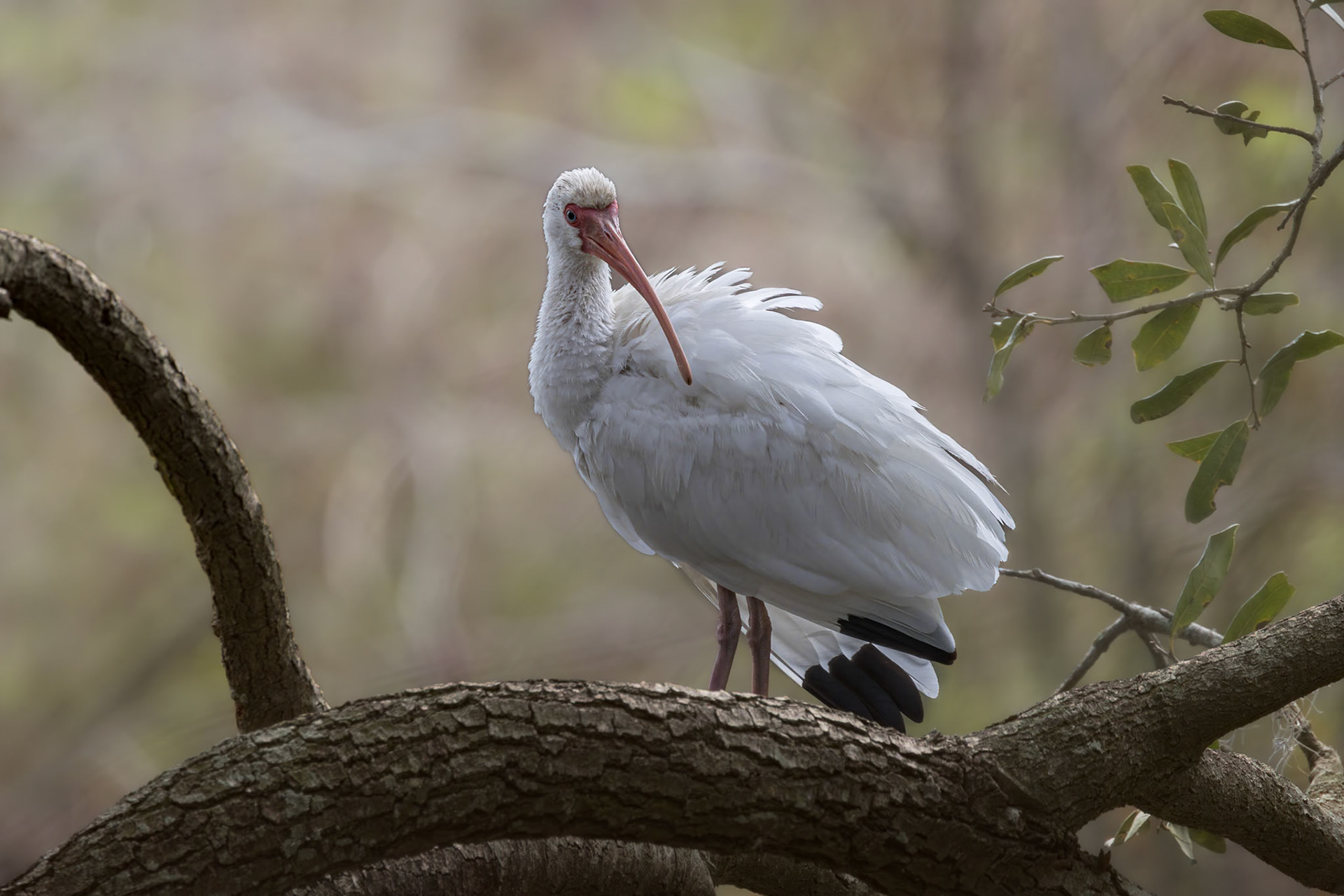 White ibis 8, Cypress Wetlands, Port Royal, SC
