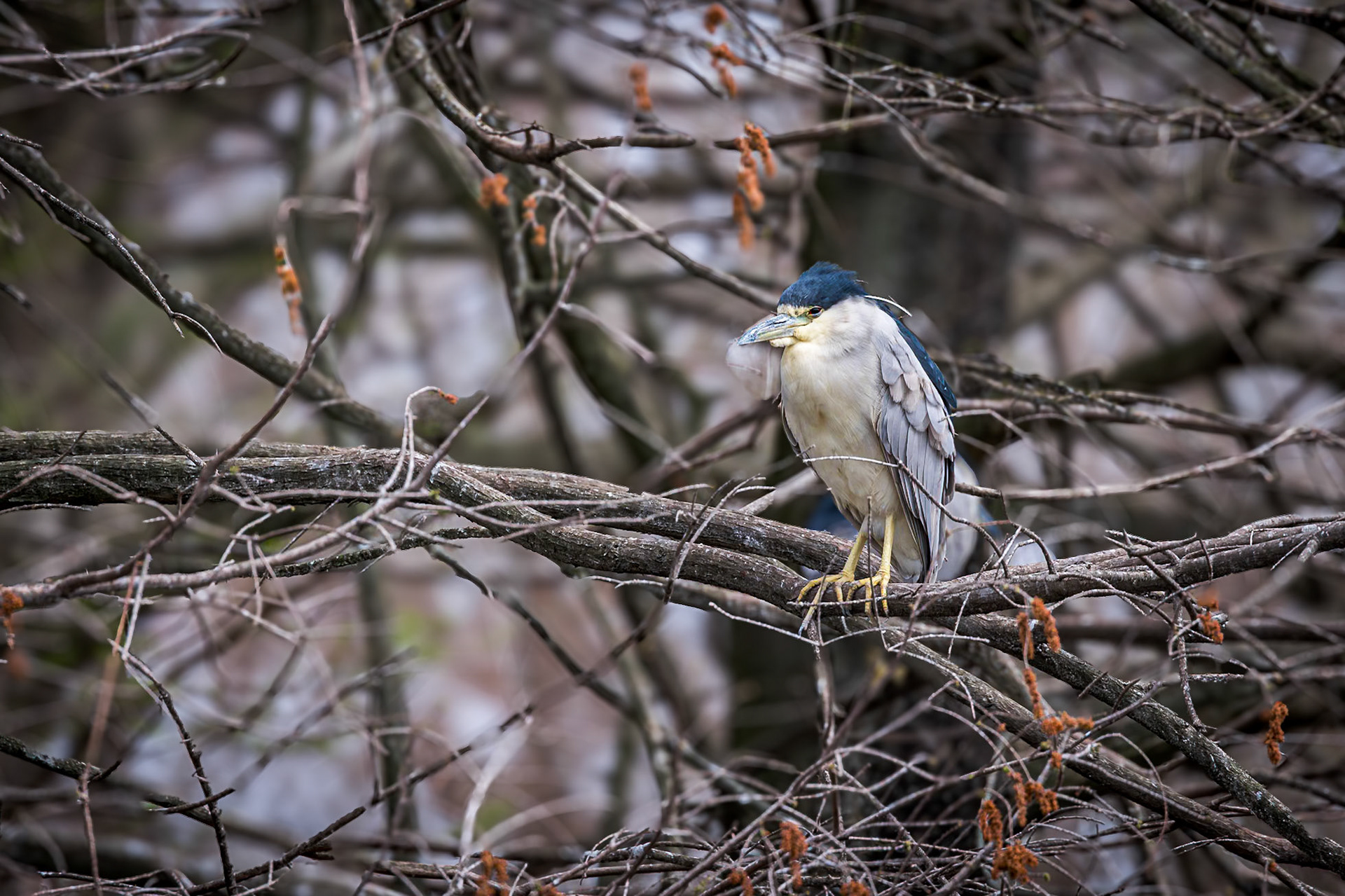 Black crowned night heron 2, Cypress Wetlands, Port Royal, SC