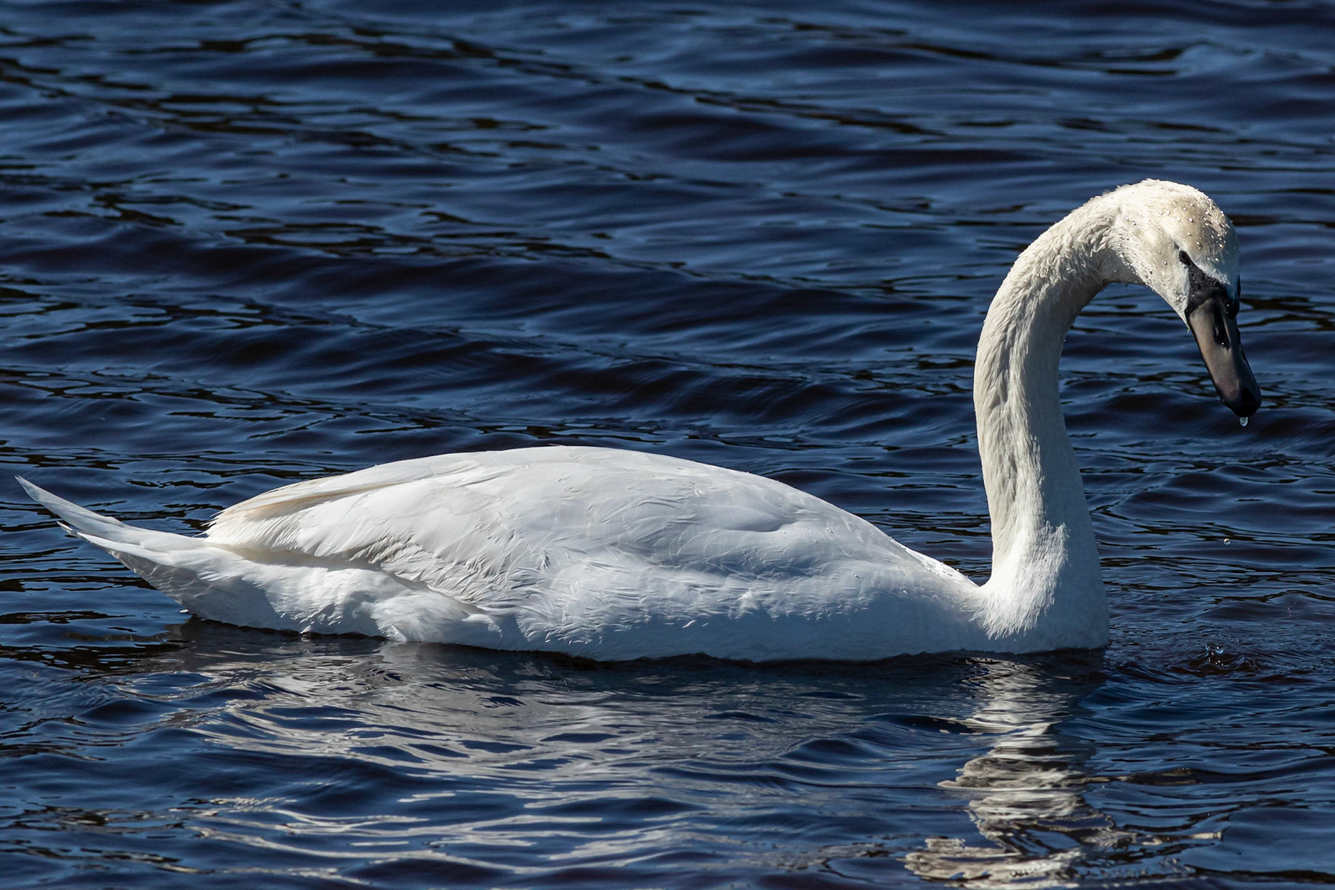 Mute swan, juveline 2, Huntington Beach SP, SC