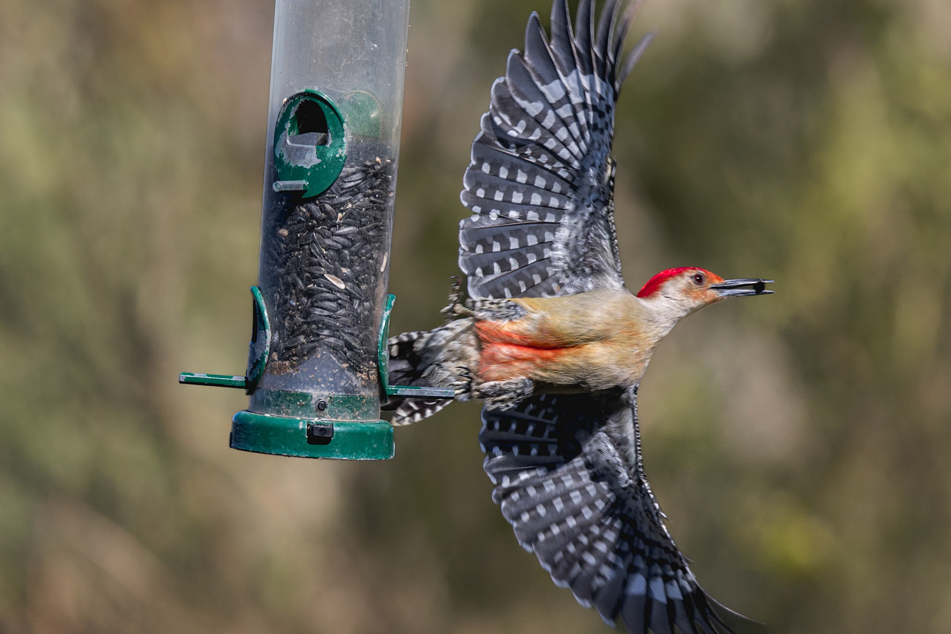 Red bellied woodpecker 9, Huntington Beach State Park, SC