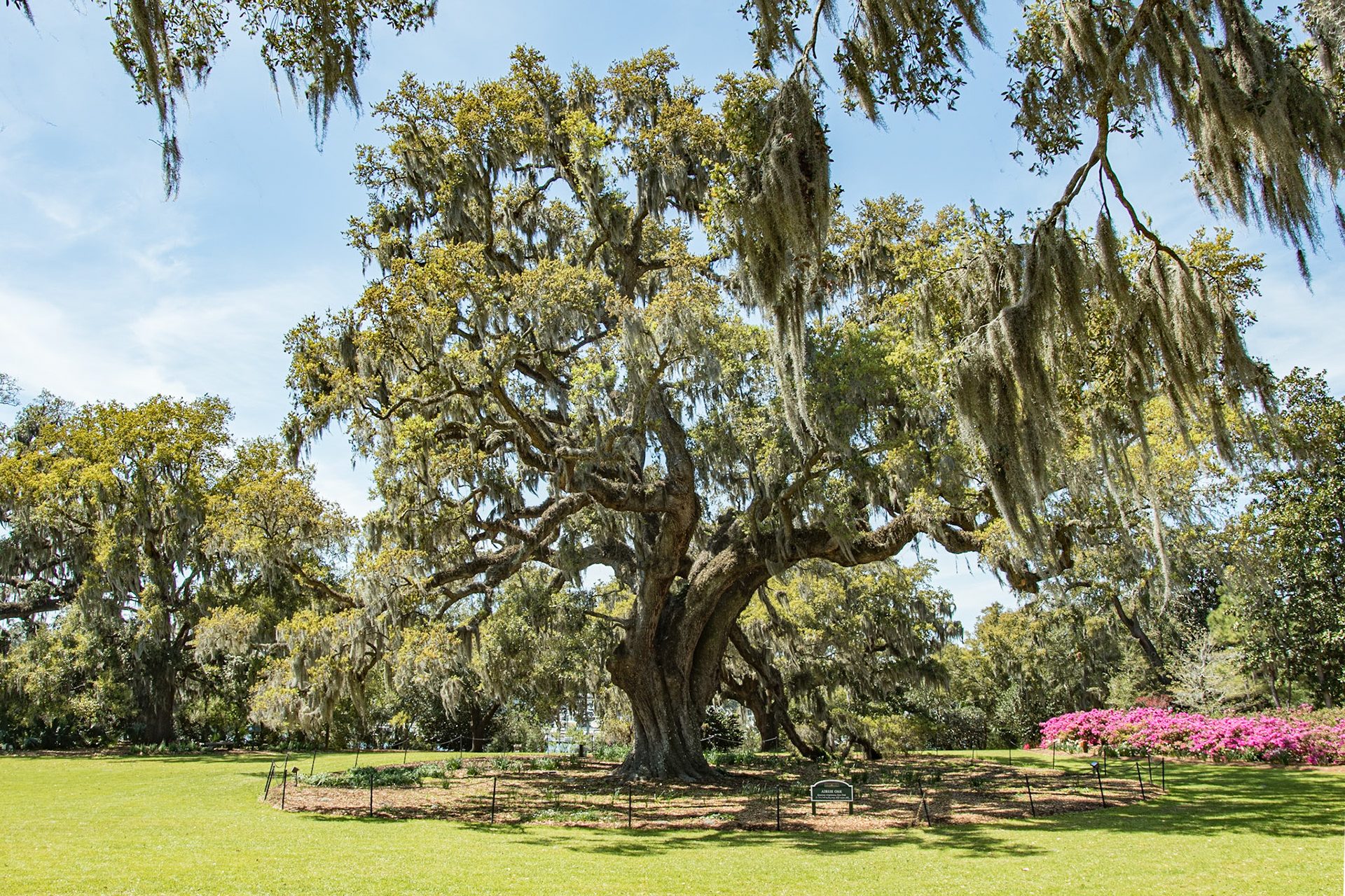 Airlie Oak 1, Wilmington, NC