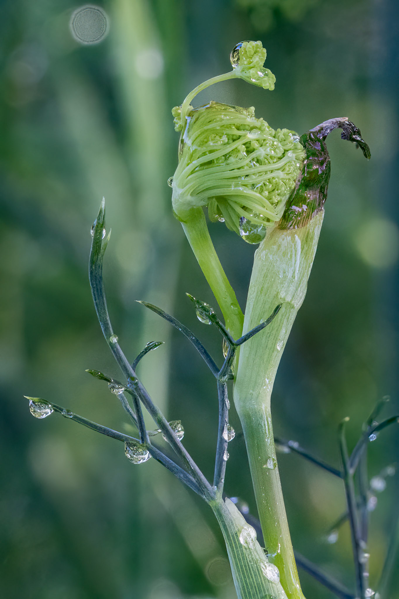 Ferula 2, Brunswick County Botanical Gardens