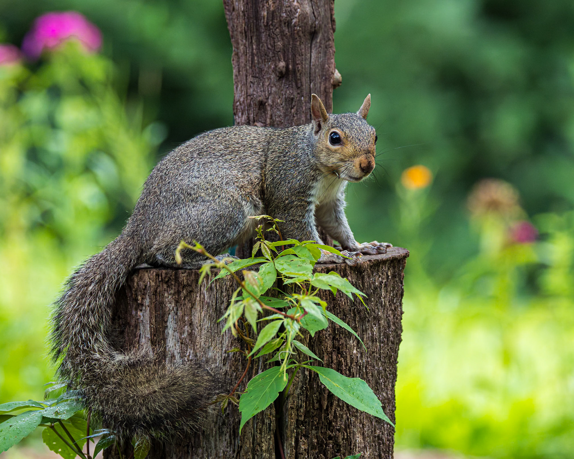 Squirrel 8, The Nut House, Clemson, SC
