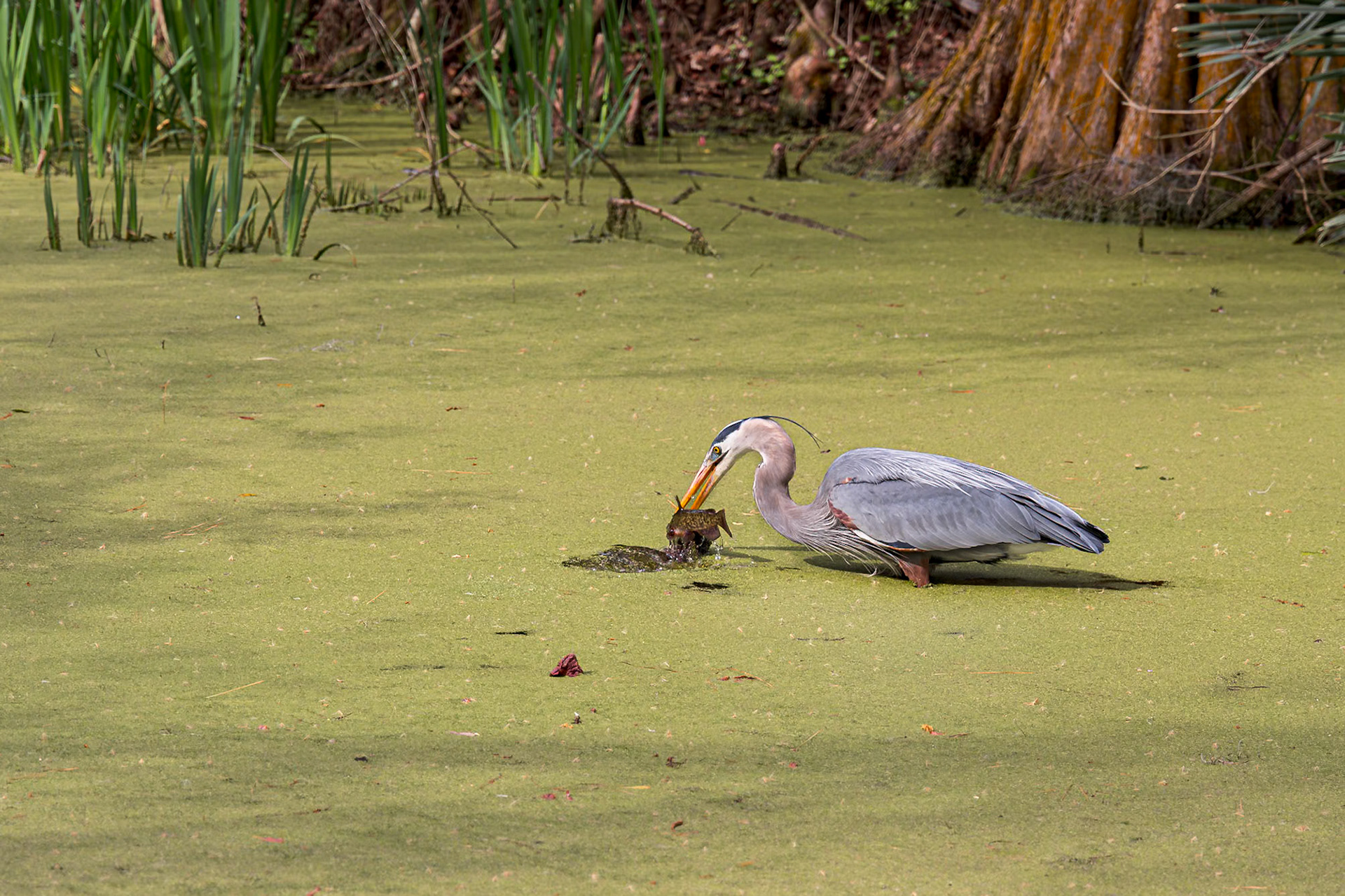 Great Blue Heron 94, Magnolia Plantation, Charlestton, SC