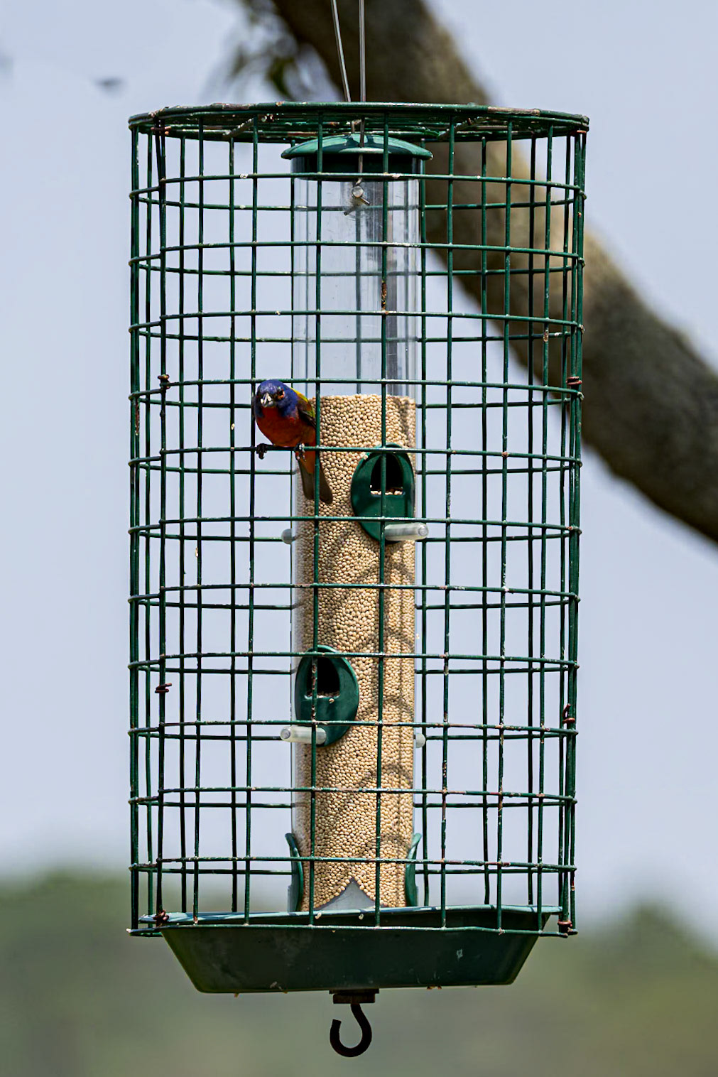 Painted bunting 2, Huntington Beach State Park, SC