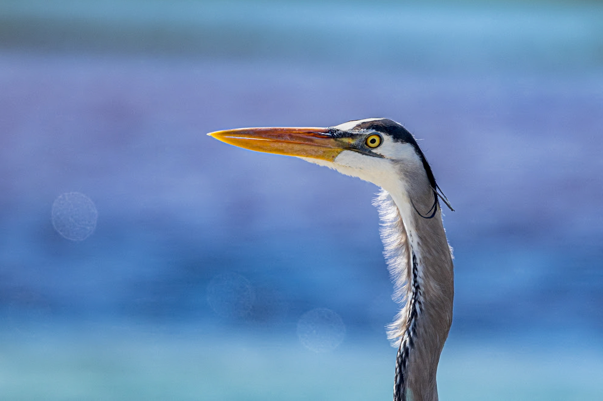 Great blue heron 92, Huntington Beach State Park