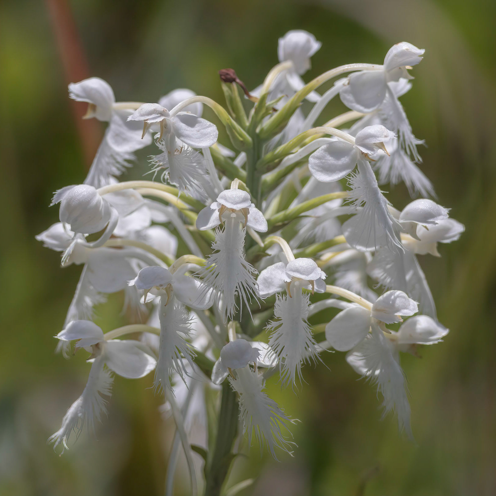 White-fringed orchid 1, Piney Ridge Nature Preserve