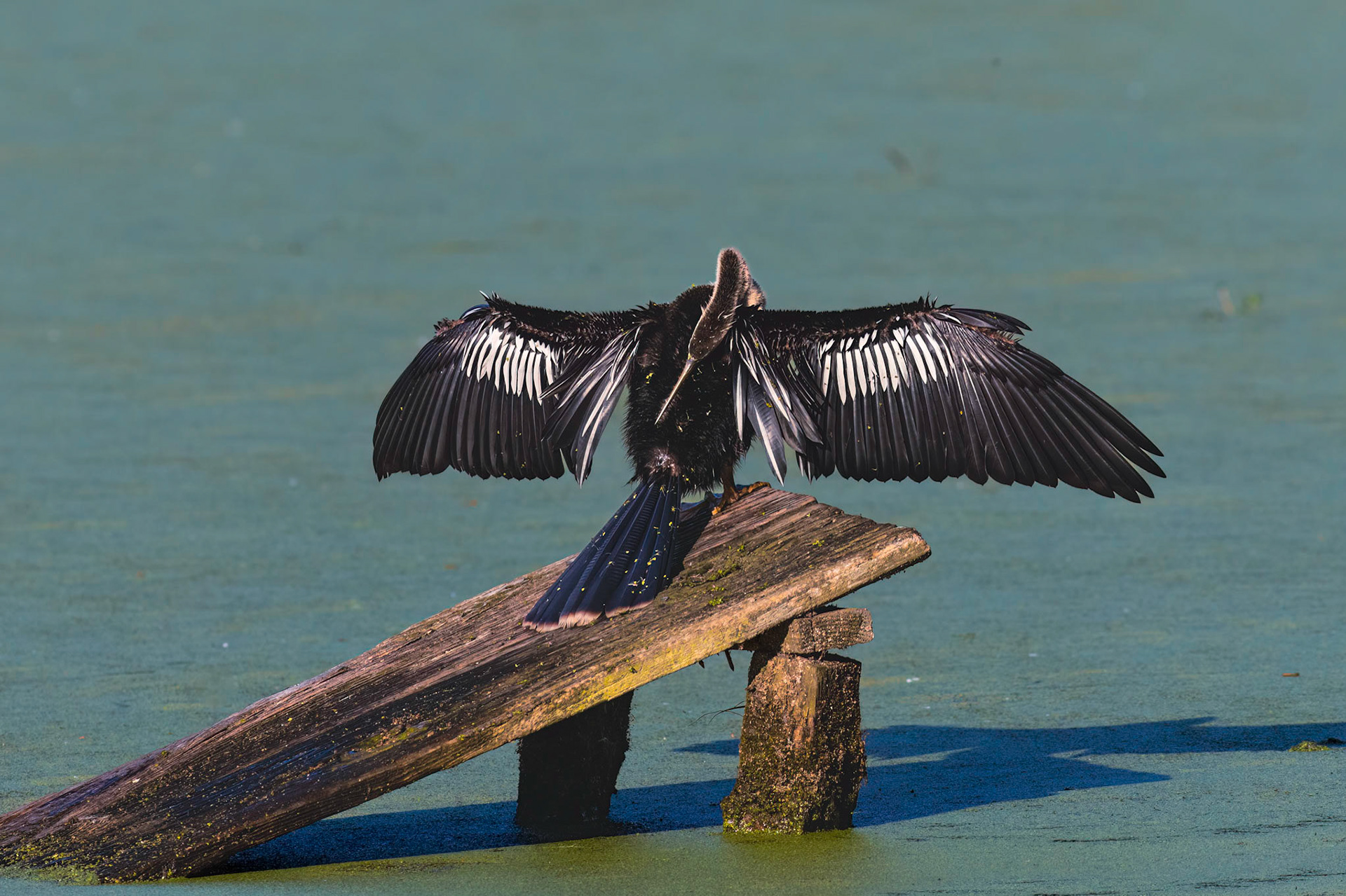 Anhinga 23, Magnolia Plantation and Gardens