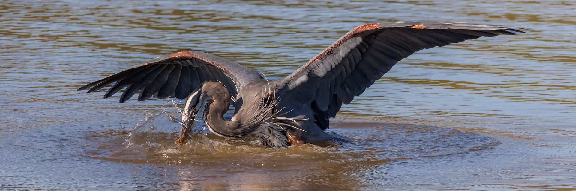 Great blue Heron 63, Huntington Beach State Park, SC