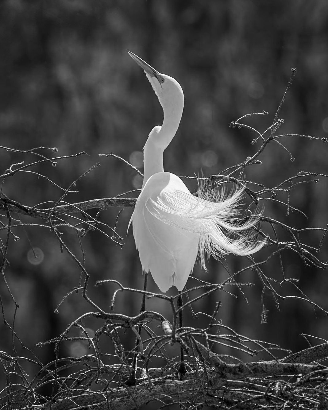 Great egret 66, Magnolia Plantation, Charleston, SC
