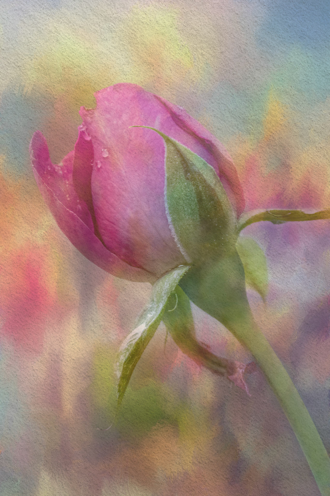 Rose bud 3, Brunswick County Botanical Gardens