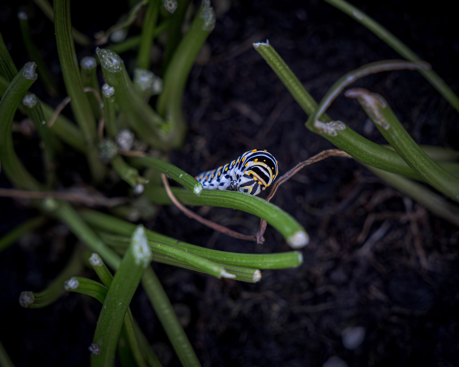 Black swallowtail caterpillar 10, Private home in Calabash, NC