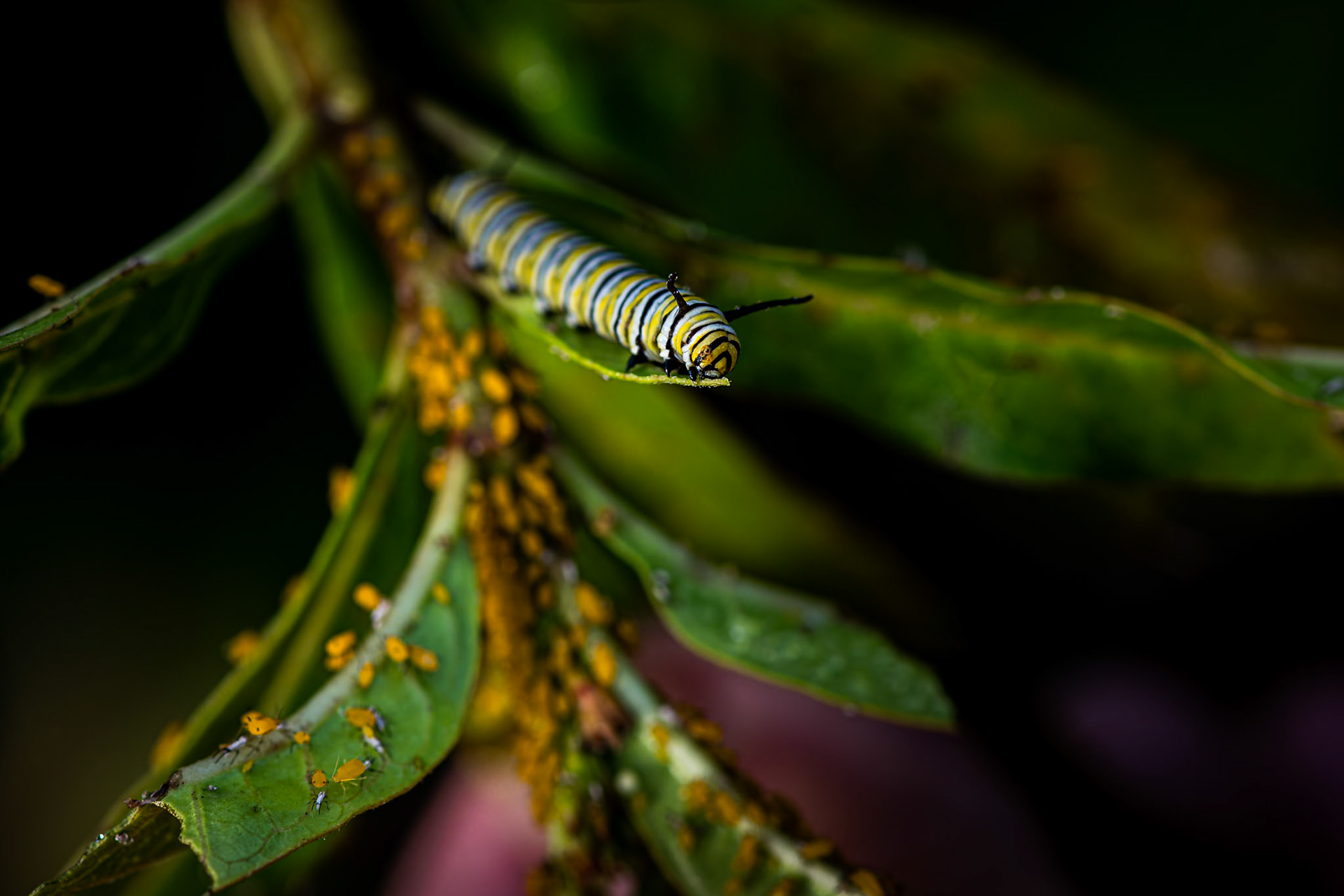 Monarch Caterpillar 2, Private home in Calabash, NC