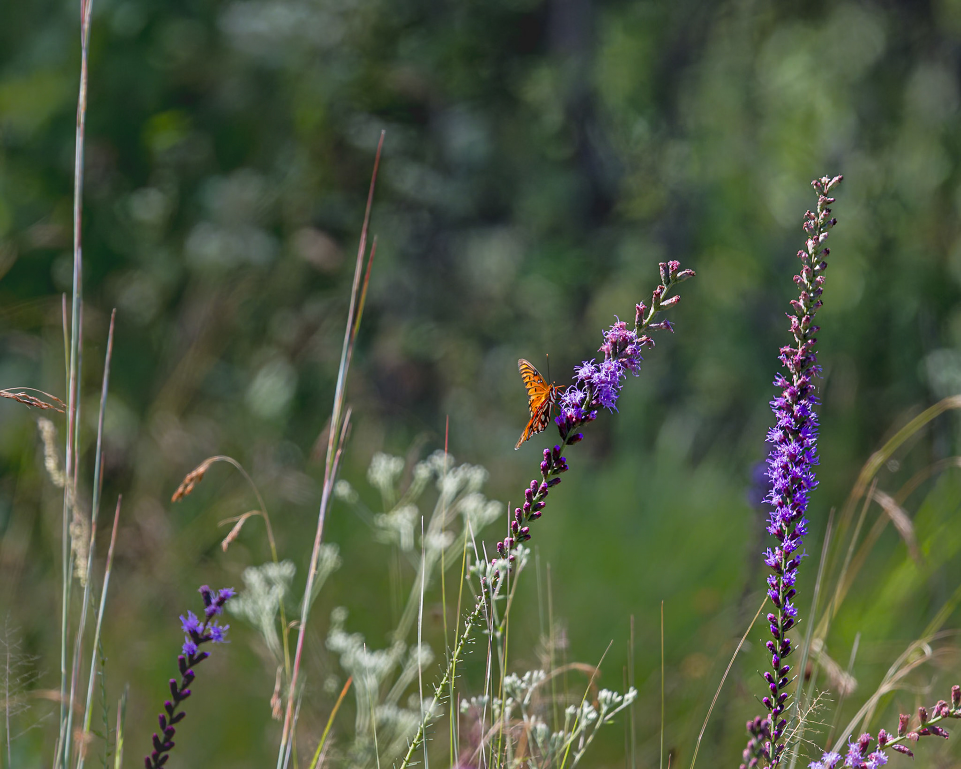 Gulf fritillary on dense blazing star 1, Green swamp area