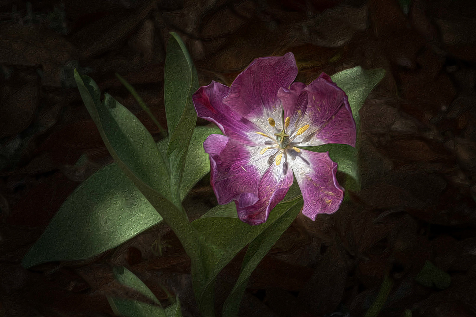 Tulips 6, Airlie Gardens, Wilmington