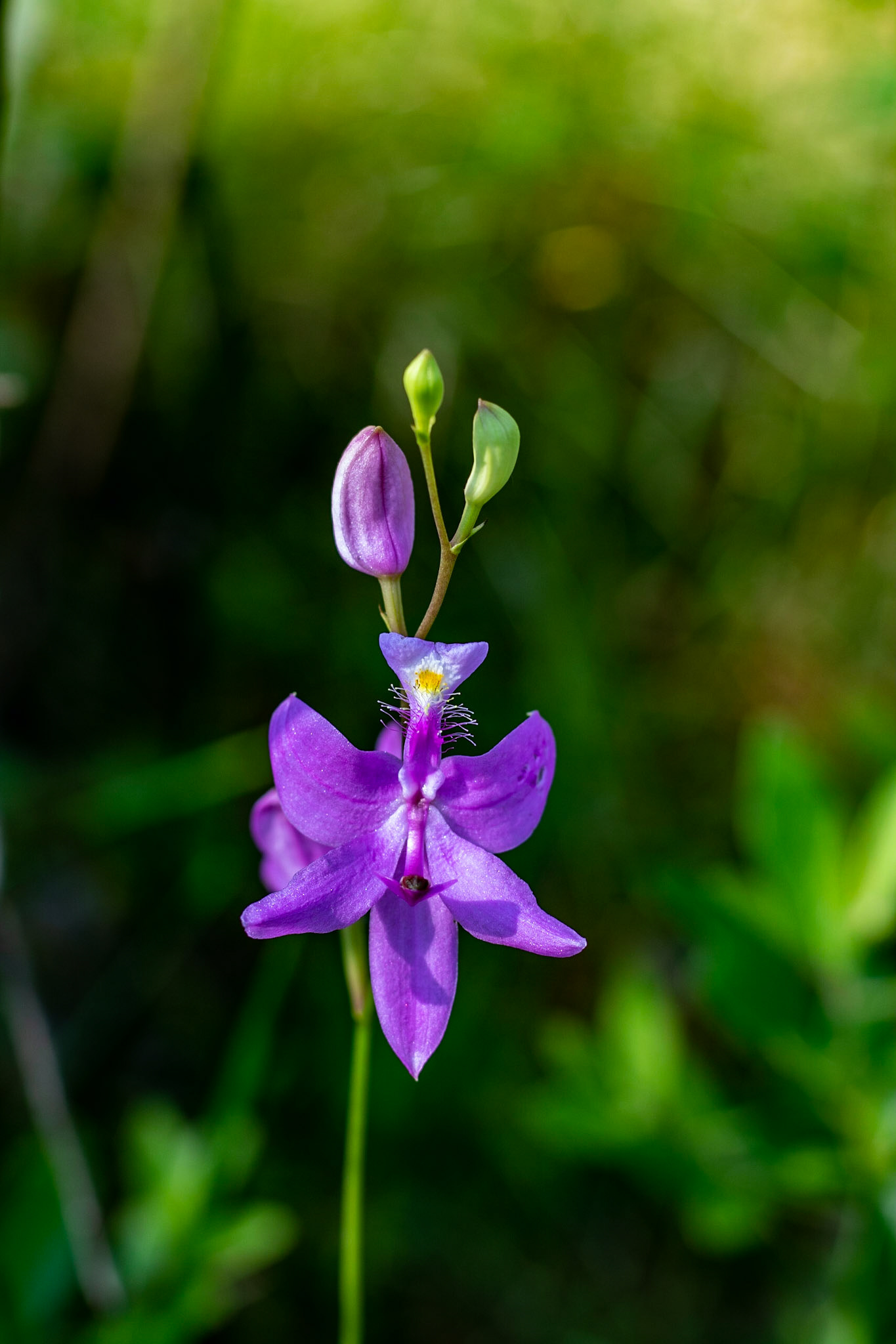 Pale Grass pink orchid 1, Green Swamp Preserve