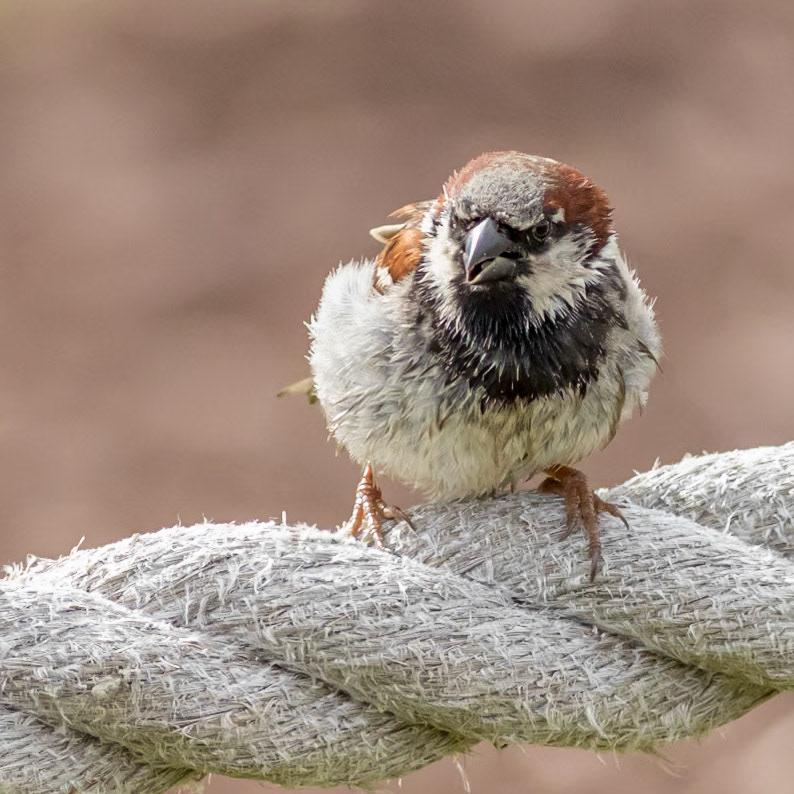 House Sparrow 1, OIB