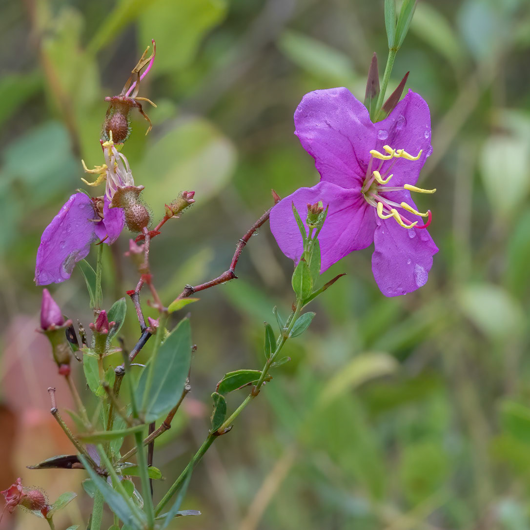 Savannah meadowbeauty 2, Green Swamp Preserve