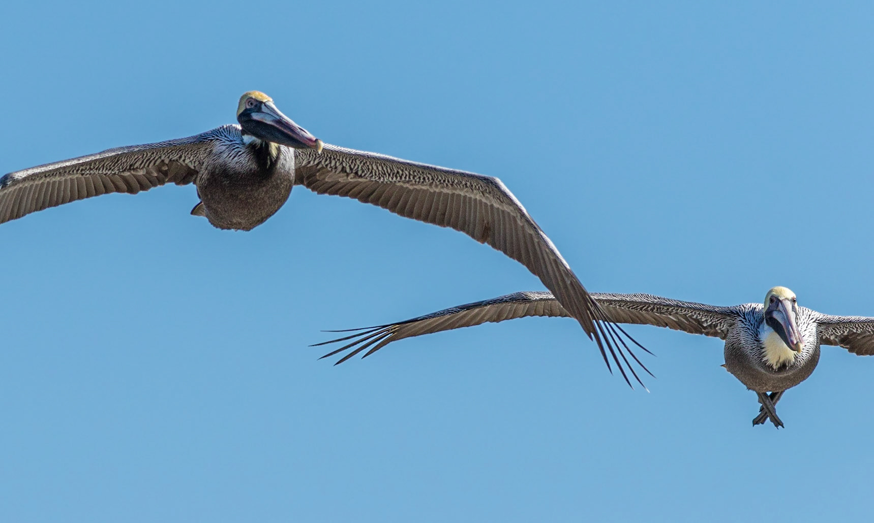 Pelicans 53, OIB east end