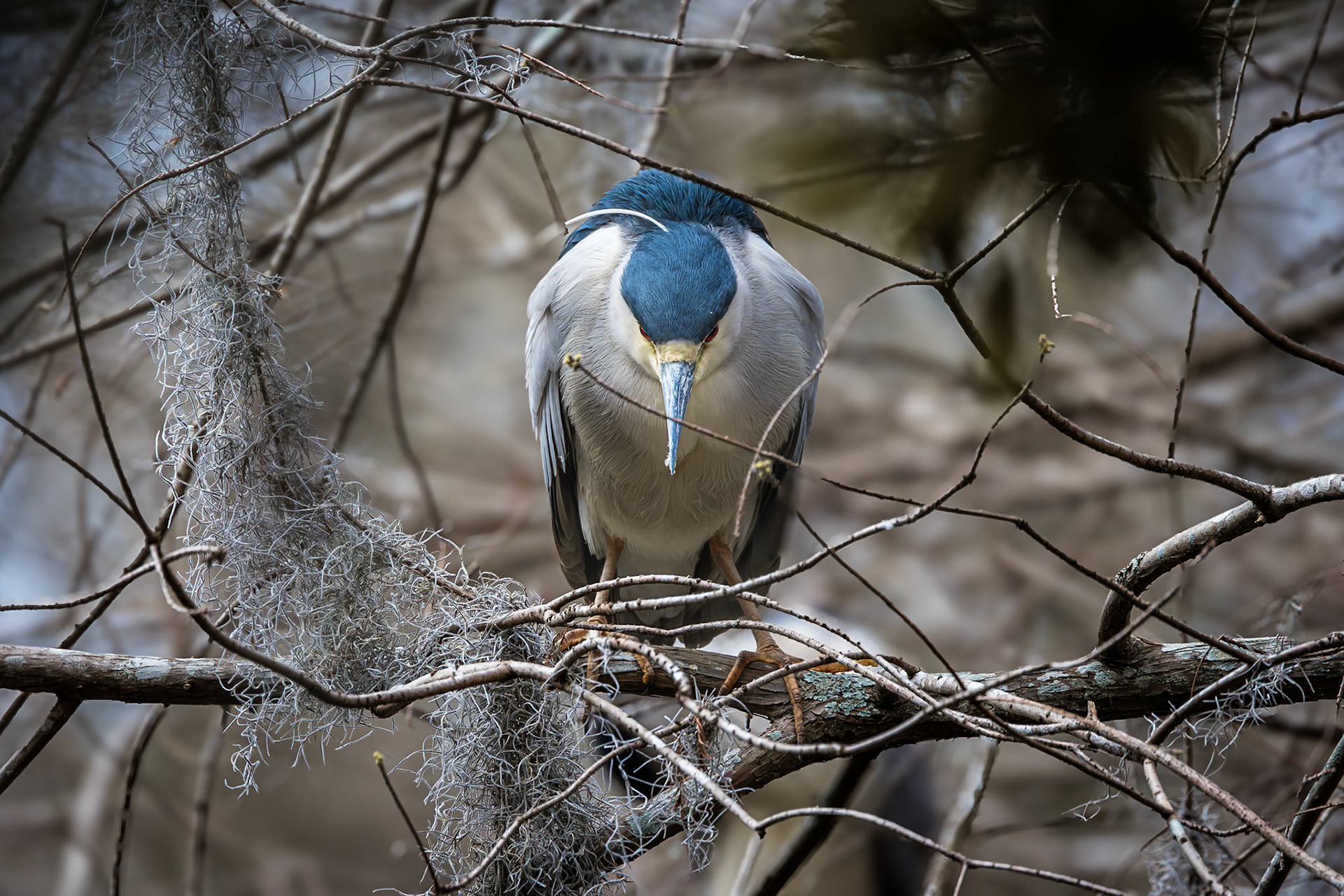 Black crowned night heron 4, Cypress Wetlands, Port Royal, SC
