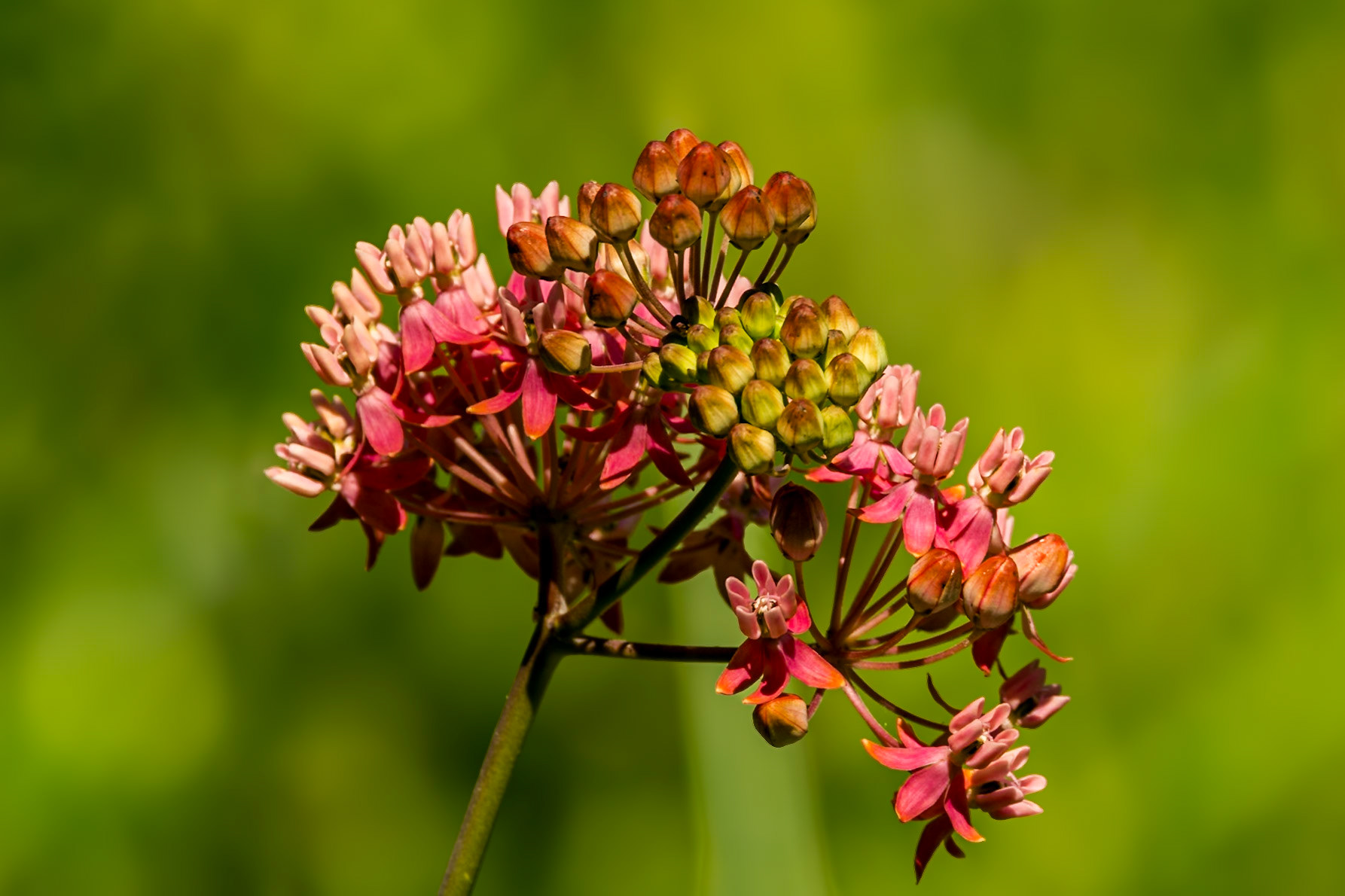 Purple milkweed 1, Greater Green Swamp Area