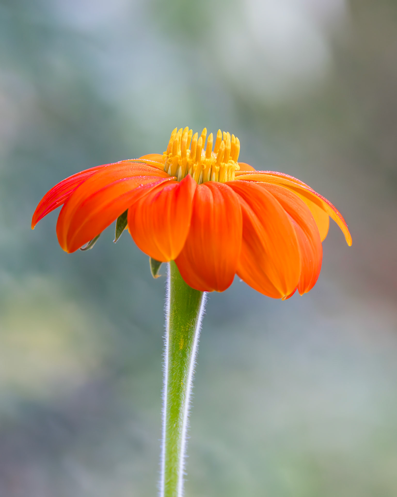 Zinnia 8, New Hanover County Arboretum