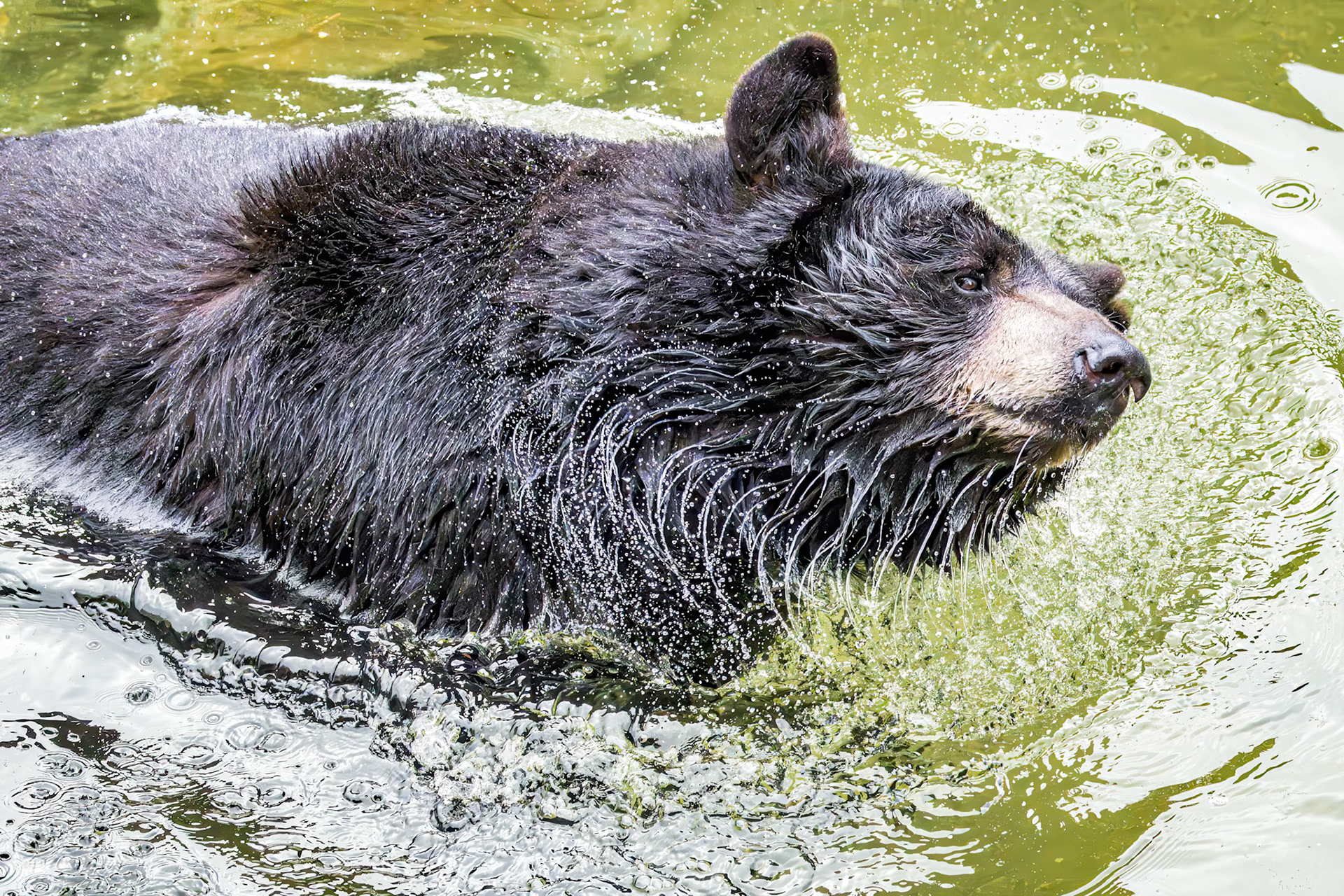 Black bear 16, Grandfather Mountain, NC