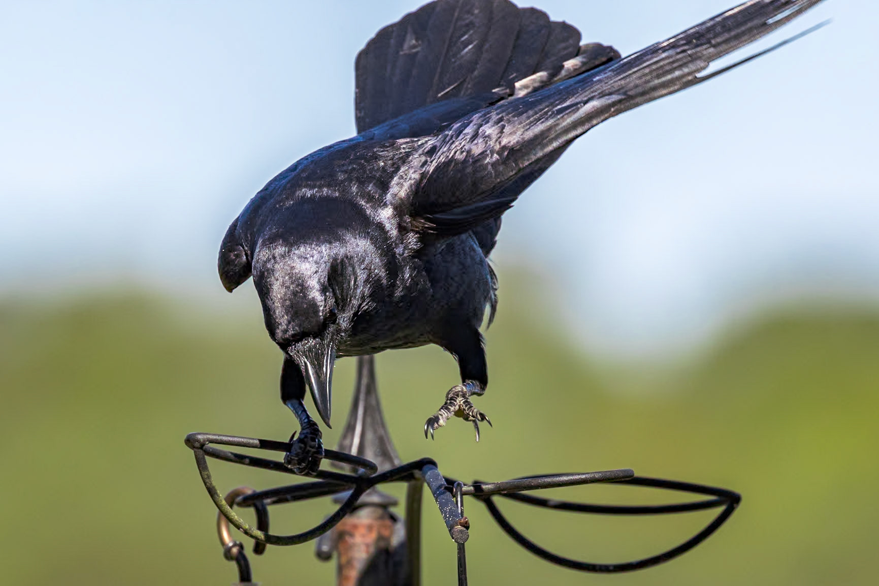 Fish crow 1, Huntington Beach State Park, SC