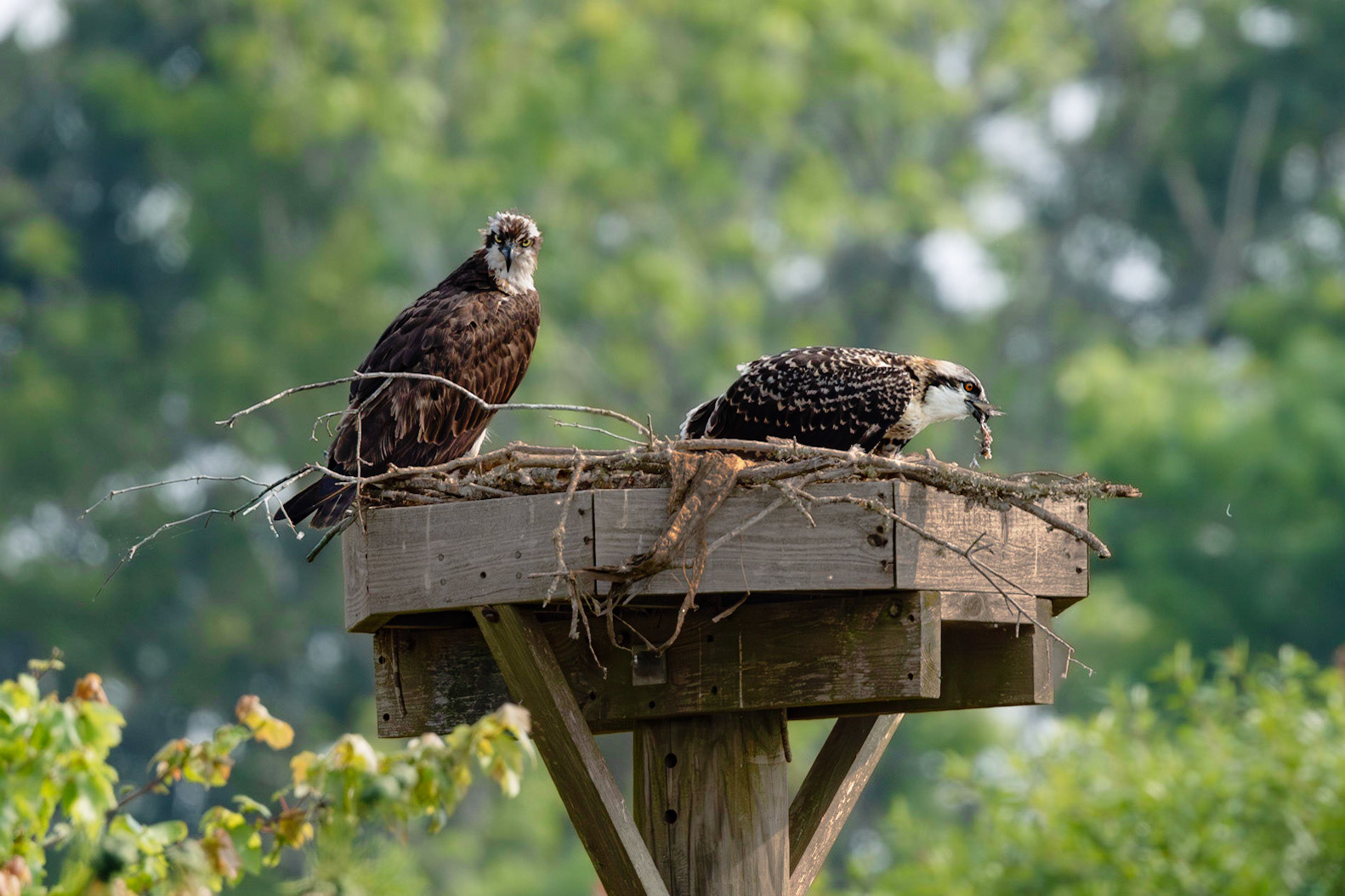 Osprey 102, Sea Trail