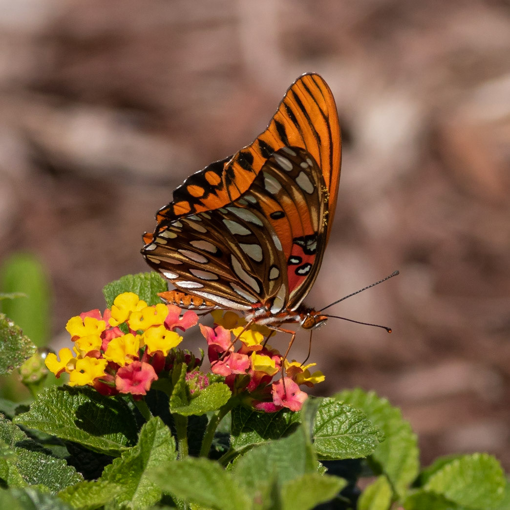 Gulf Fritillary 1, OIB east end