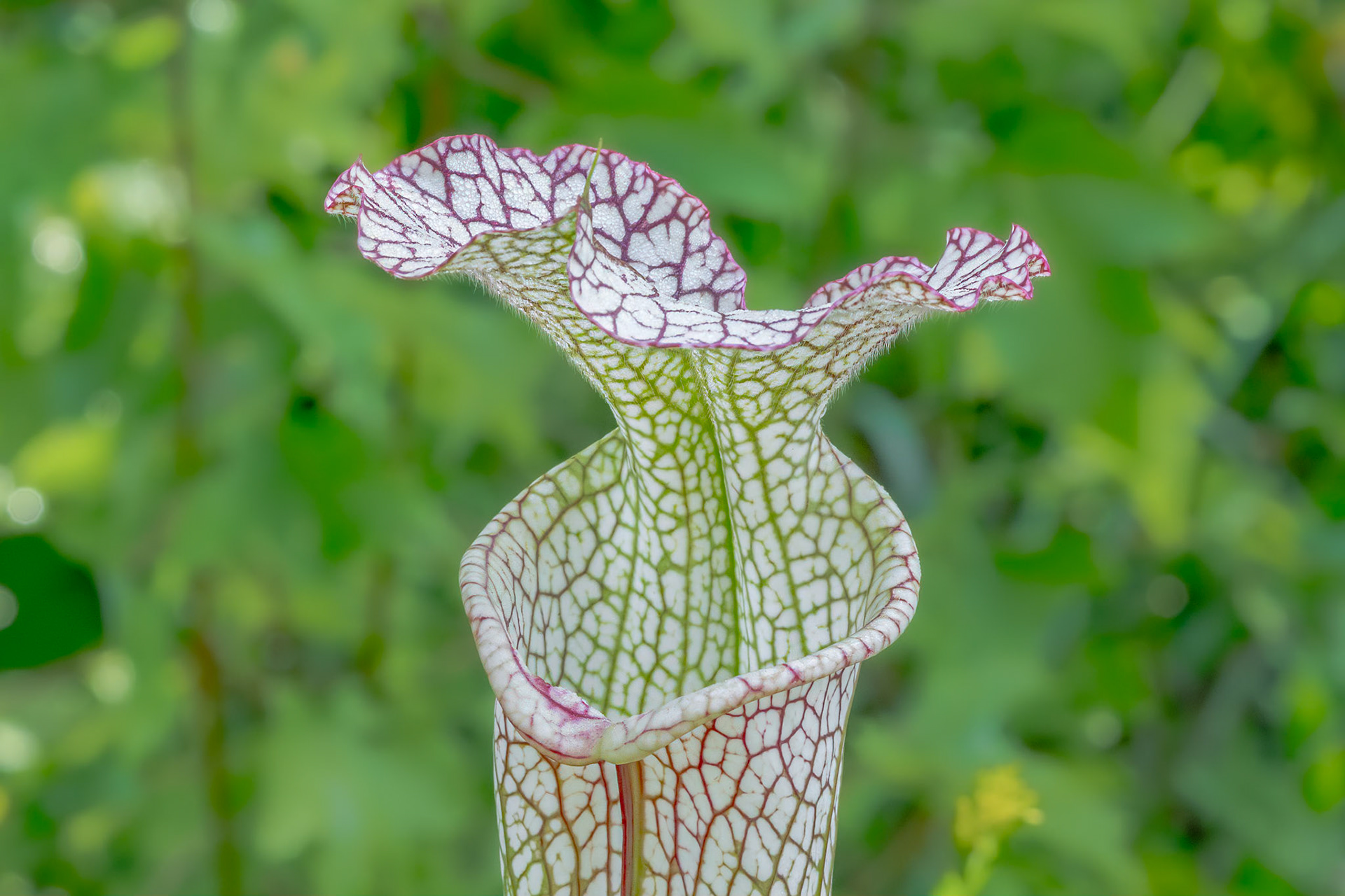 Crimson/white pitcherplant 4, Piney Ridge Nature Preserve