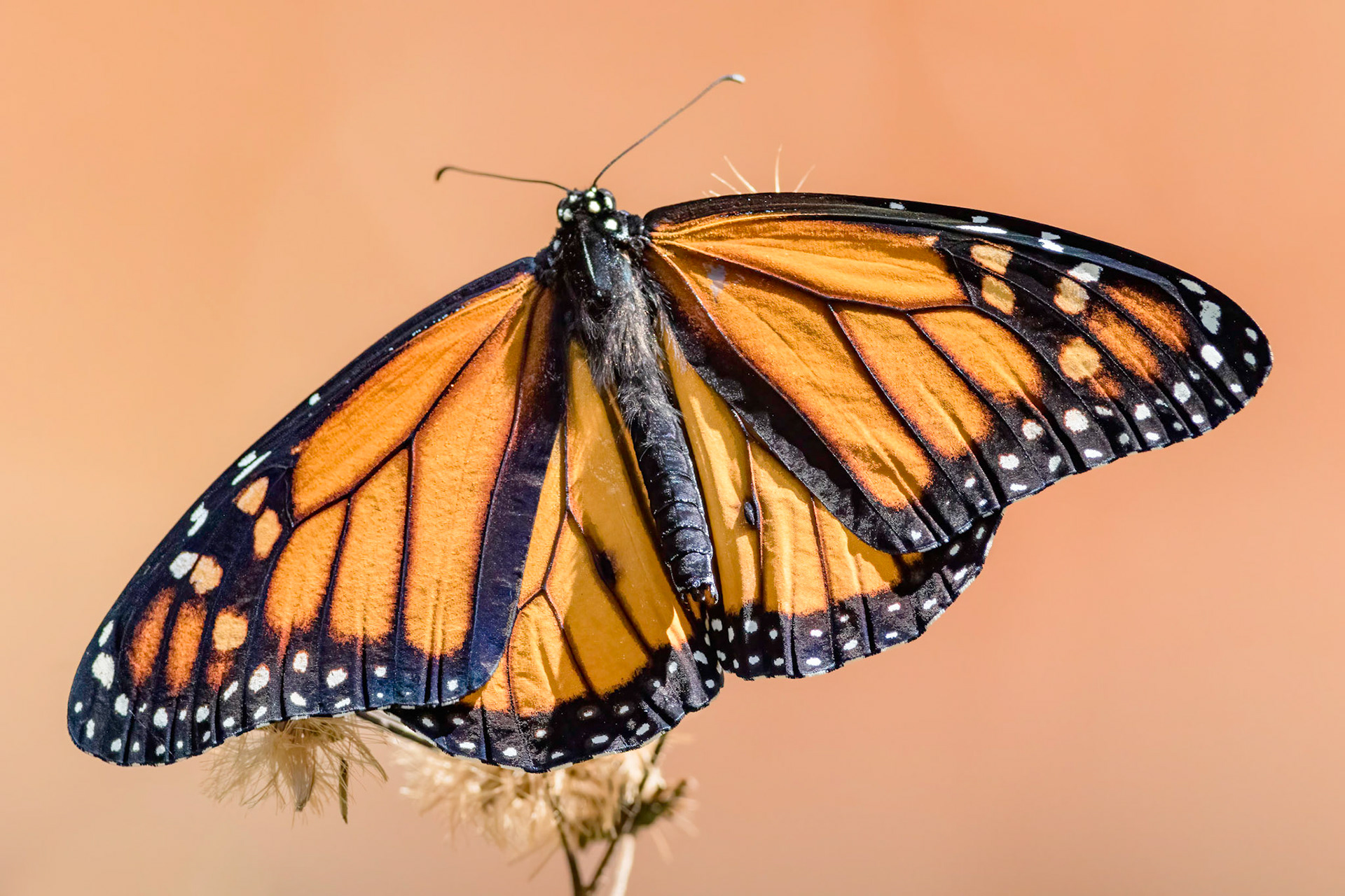 Monarch 7, Airlie Gardens