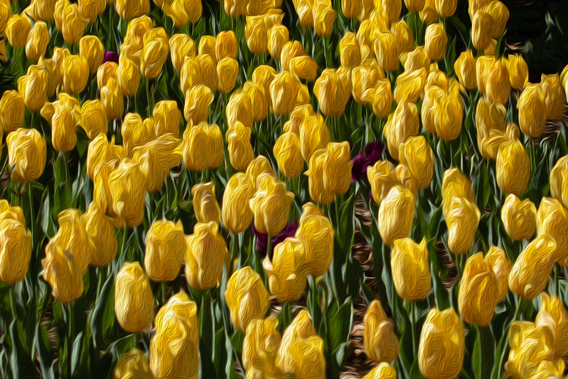Tulips 1, Airlie Gardens, Wilmington