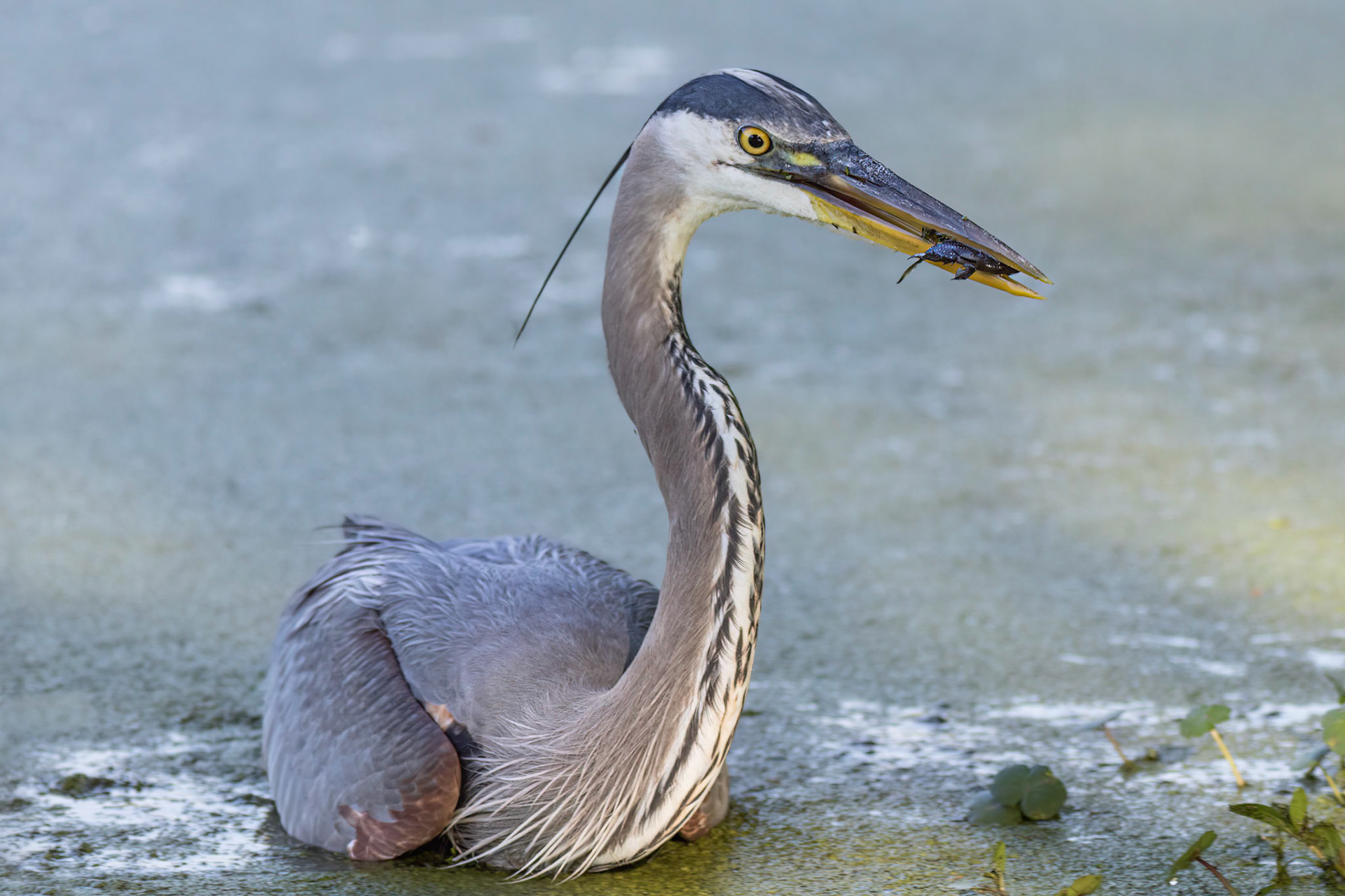 Great blue heron 88, Magnolia Plantation and Gardens, Audubon Swamp Garden