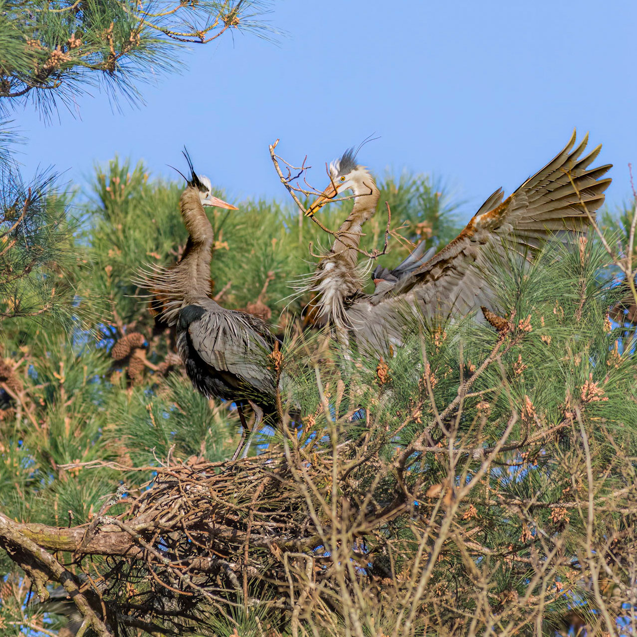 Rookery 43, Sea Trail