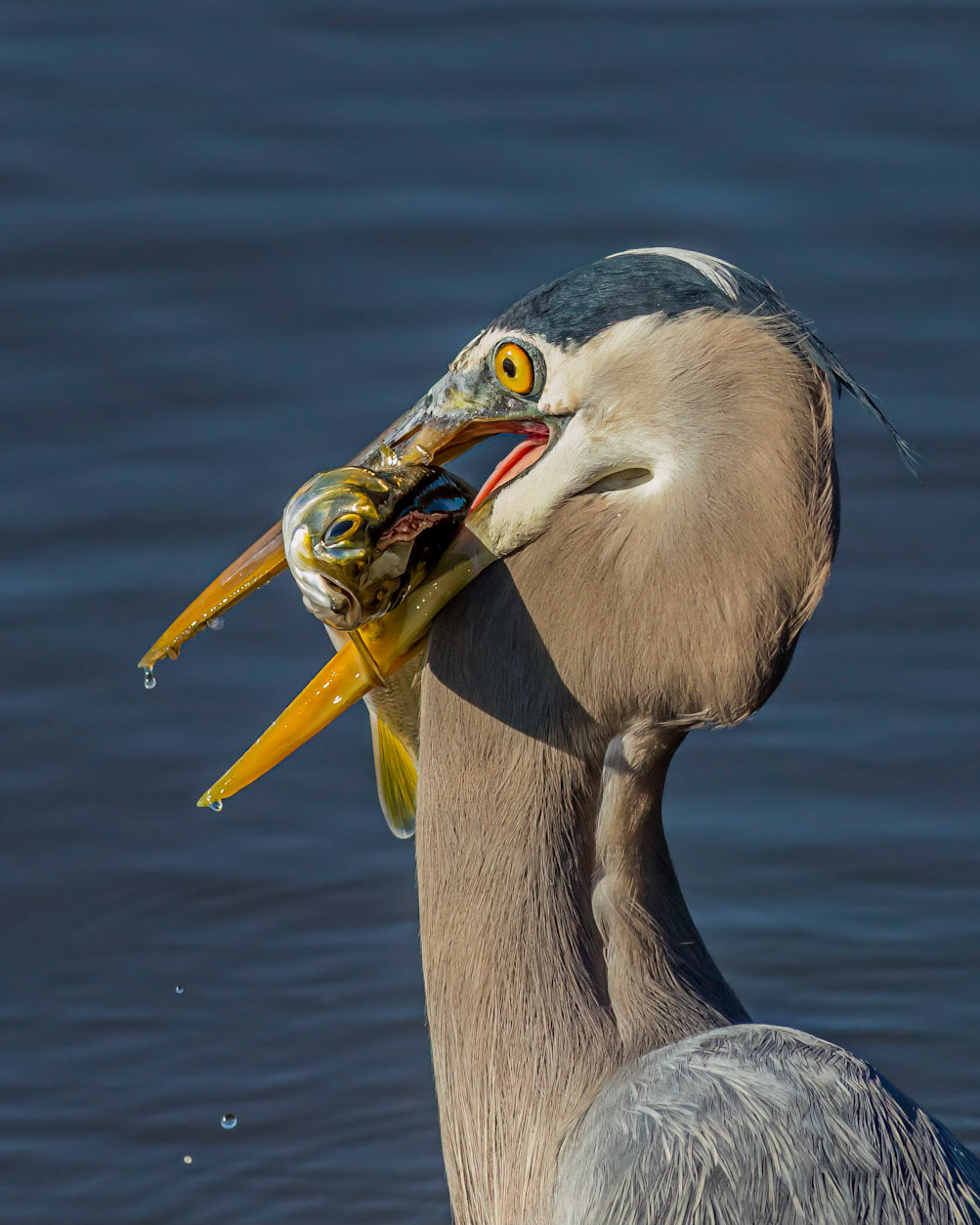 Great blue Heron 52, Huntington Beach State Park, SC