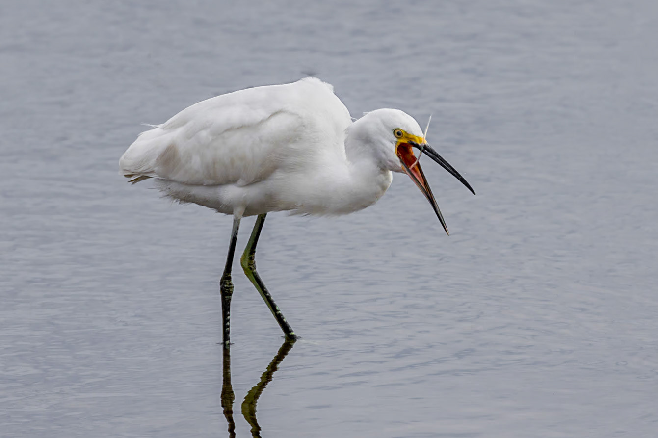 Snowy egret 21, Huntington Beach State Park, SC