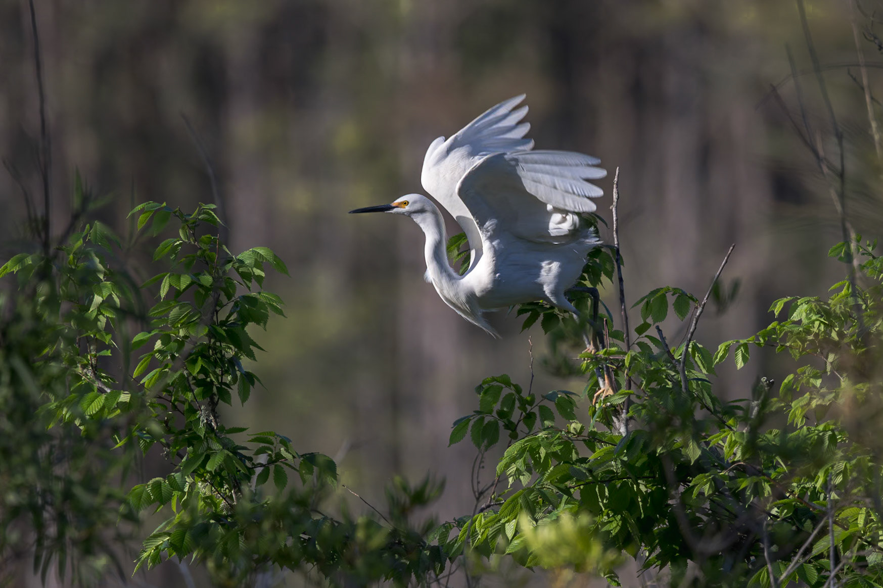 Snowy egret 24, Huntington Beach State Park, SC