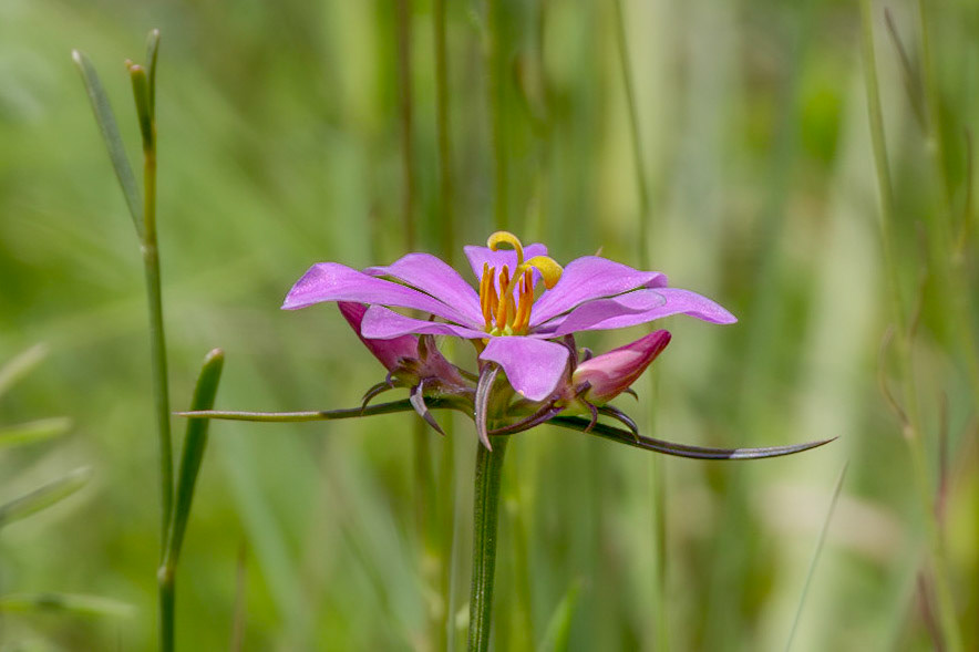 Pinewoods rose gentian 2, Green swamp area