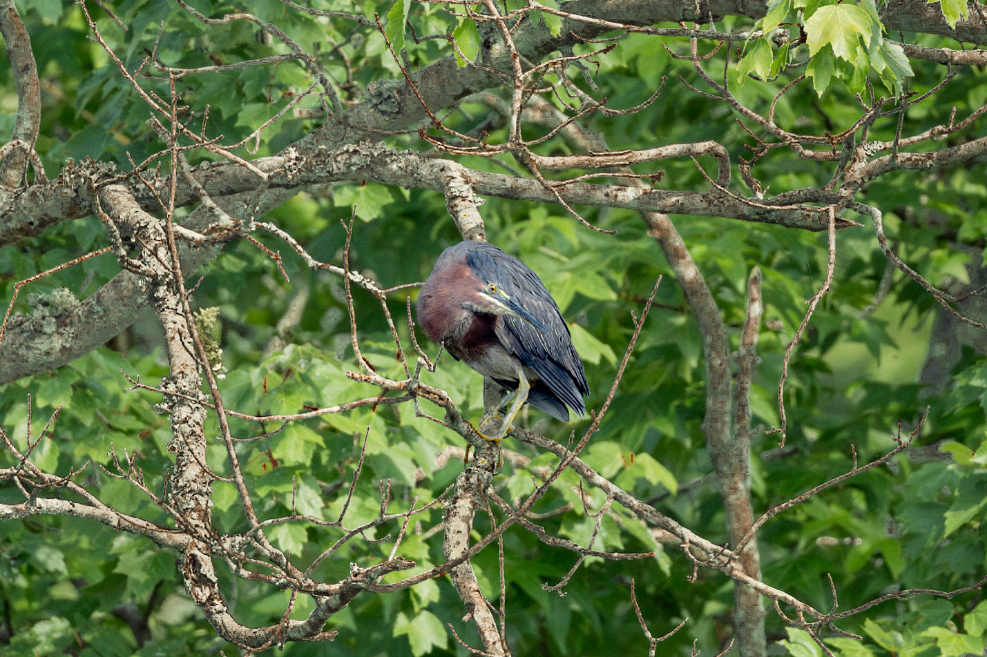 Green heron 8, Sea trail