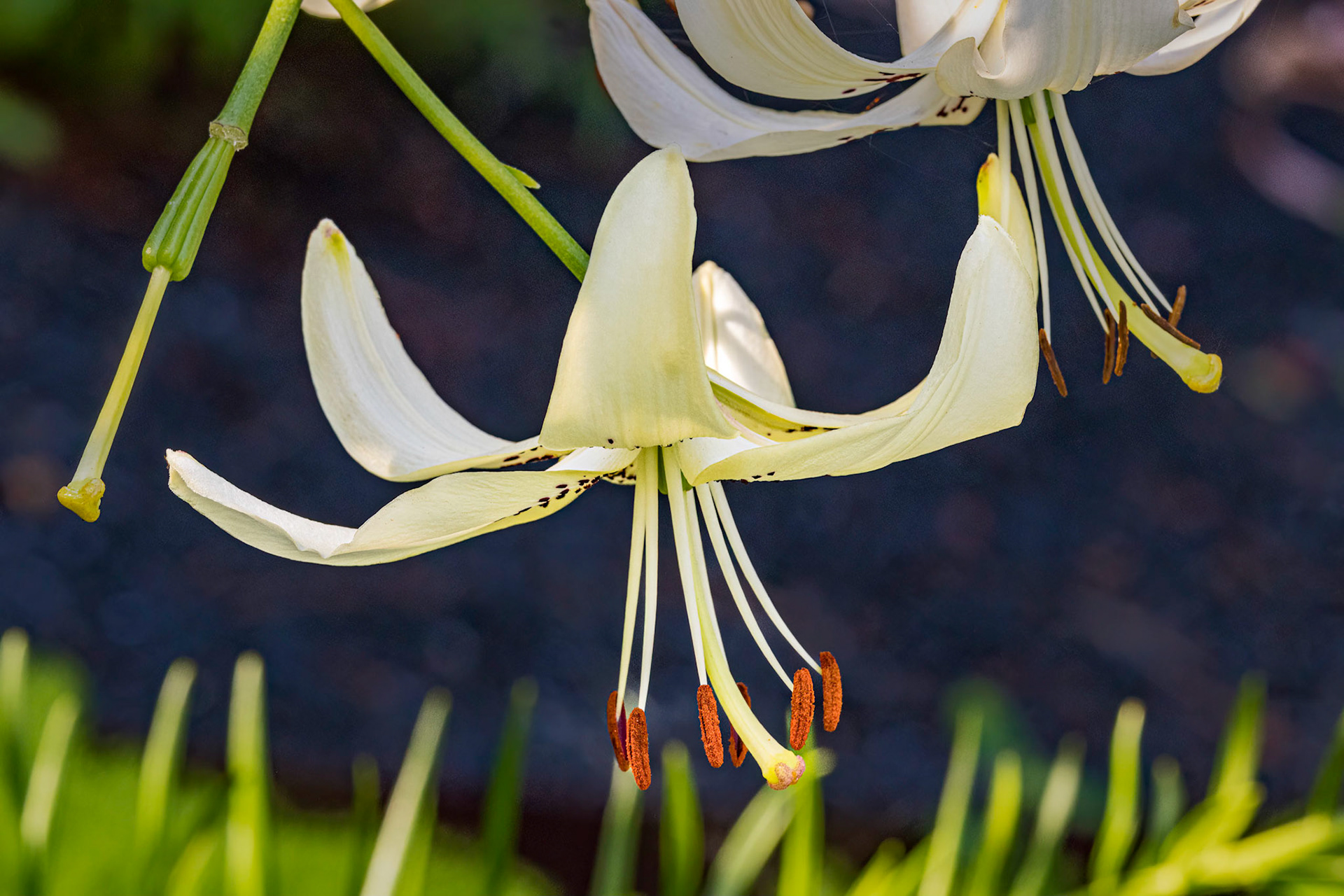 Lily 6, Brunswick County Botanical Gardens