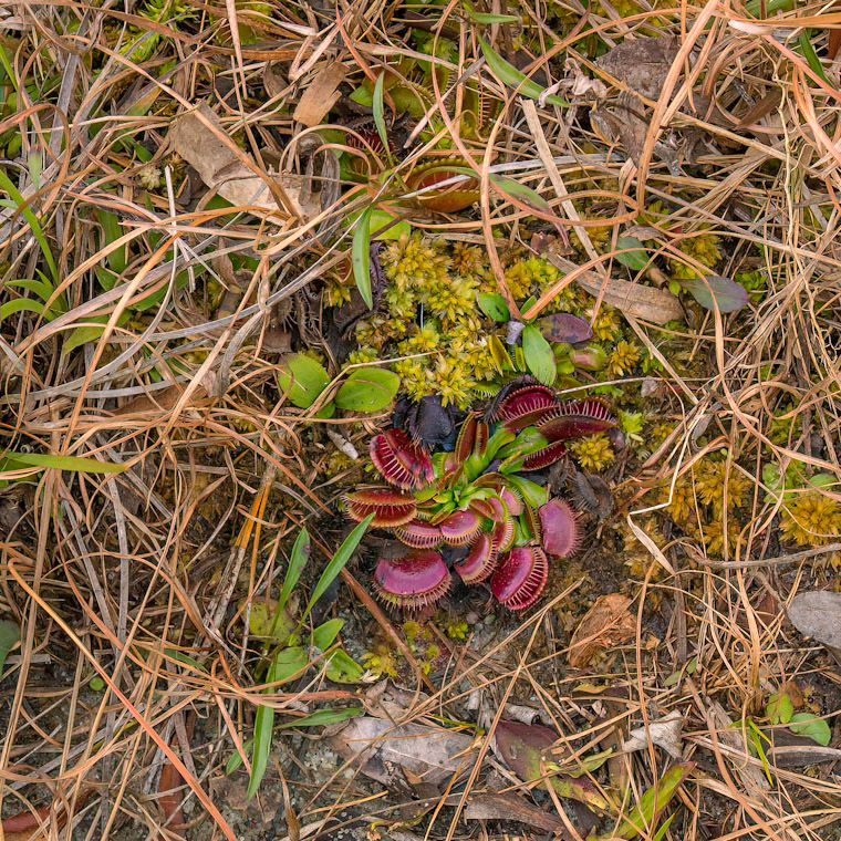 Venus flytrap 4, Piney Ridge Nature Preserve
