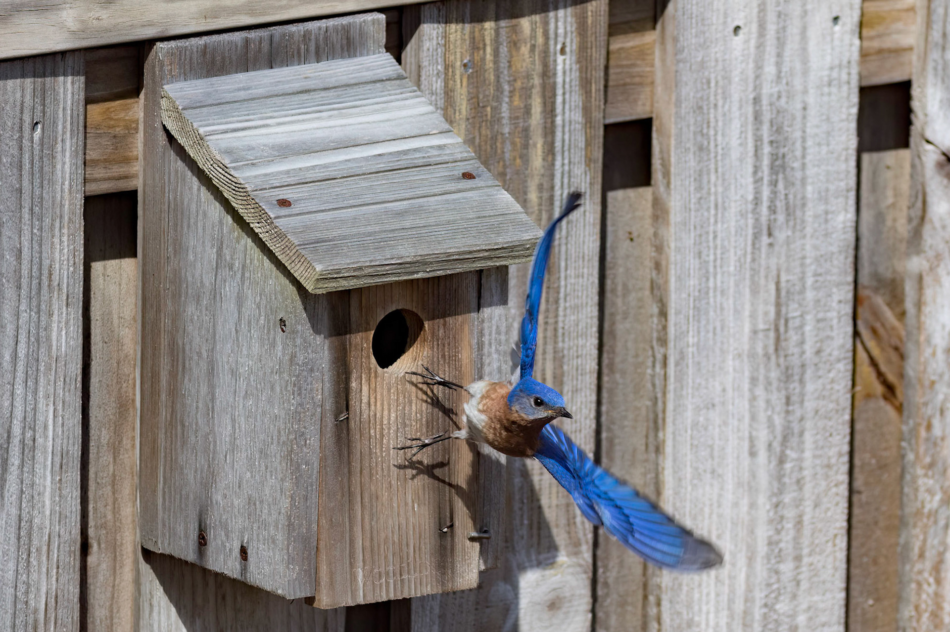 Eastern bluebirds 37, OIB